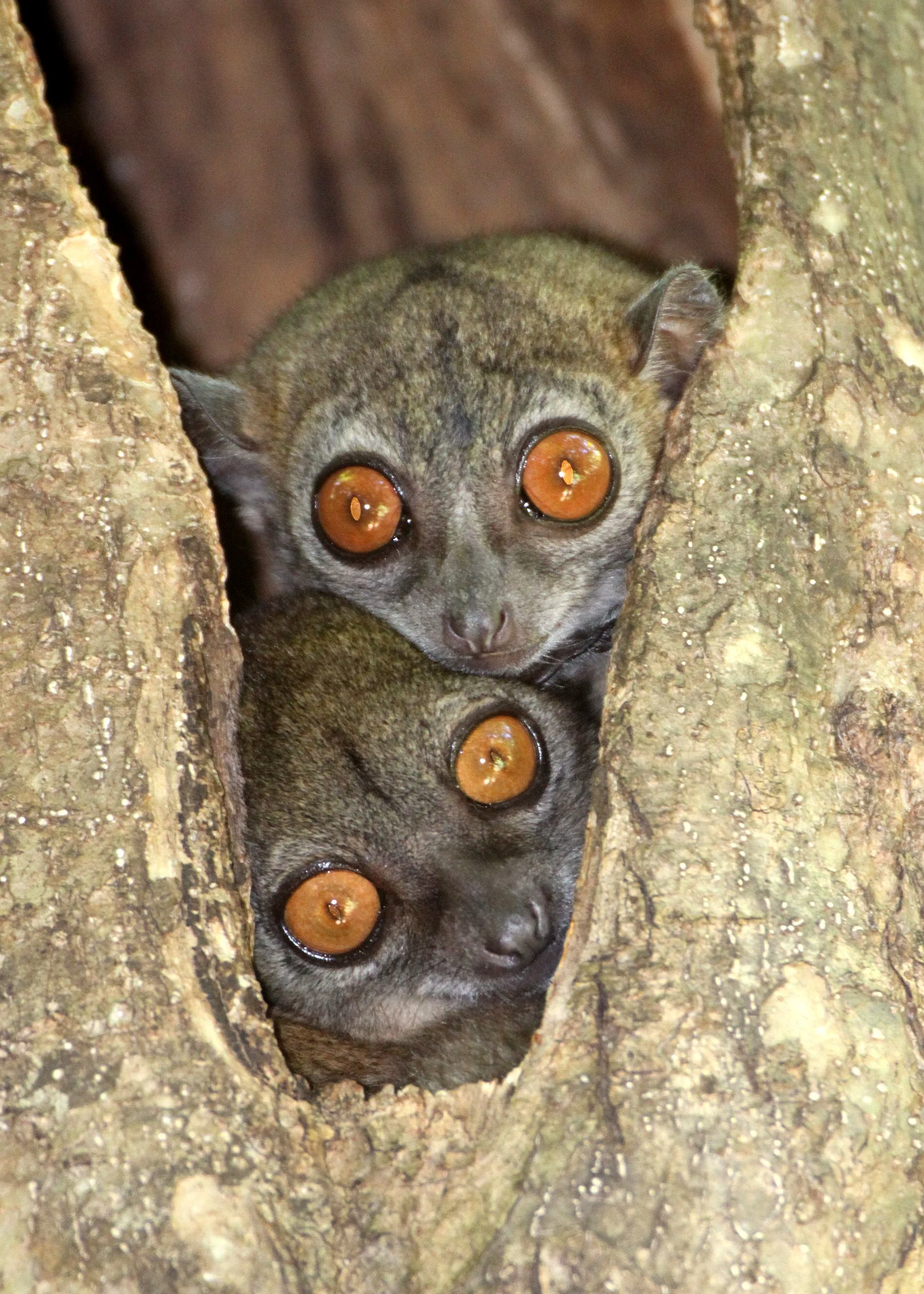 LEPILEMURIDAE - Lepilemur ankaranensis - ANKARANA NATIONAL PARK MADAGASCAR (123).JPG