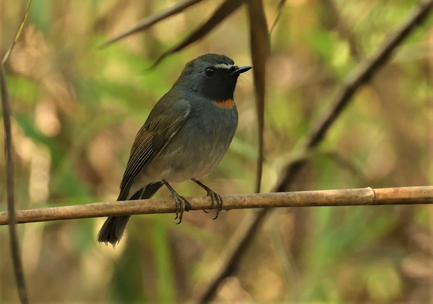 FLYCATCHER - RUFOUS-GORGETED FLYCATCHER - Ficedula strophiata - DOI SAN JU (DOI LANG WEST) FEB 2022 (28).jpg