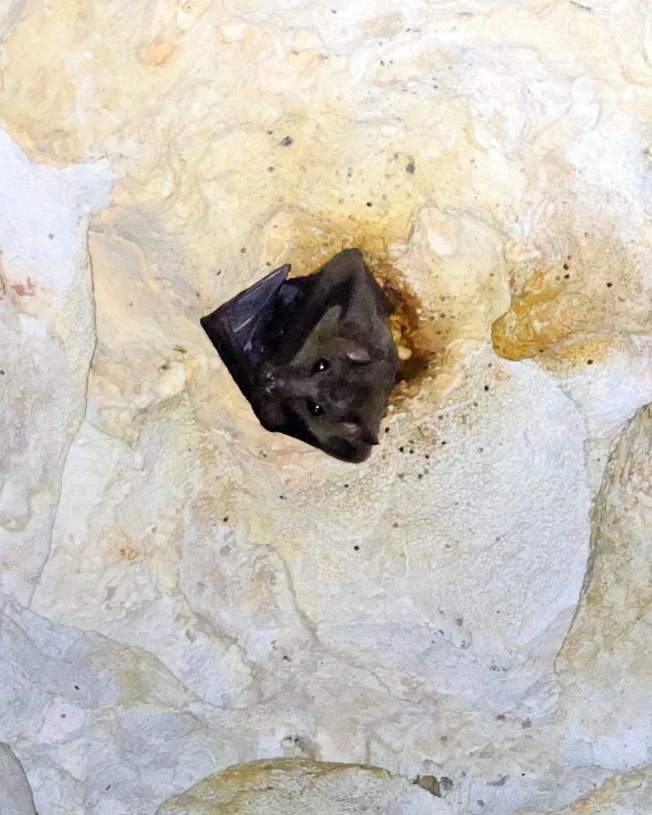 Geoffroy's Rousette (Rousettus amplexicaudatus) Wat Thewarup Songtham Temple Pak Chong Thailand (15).jpg