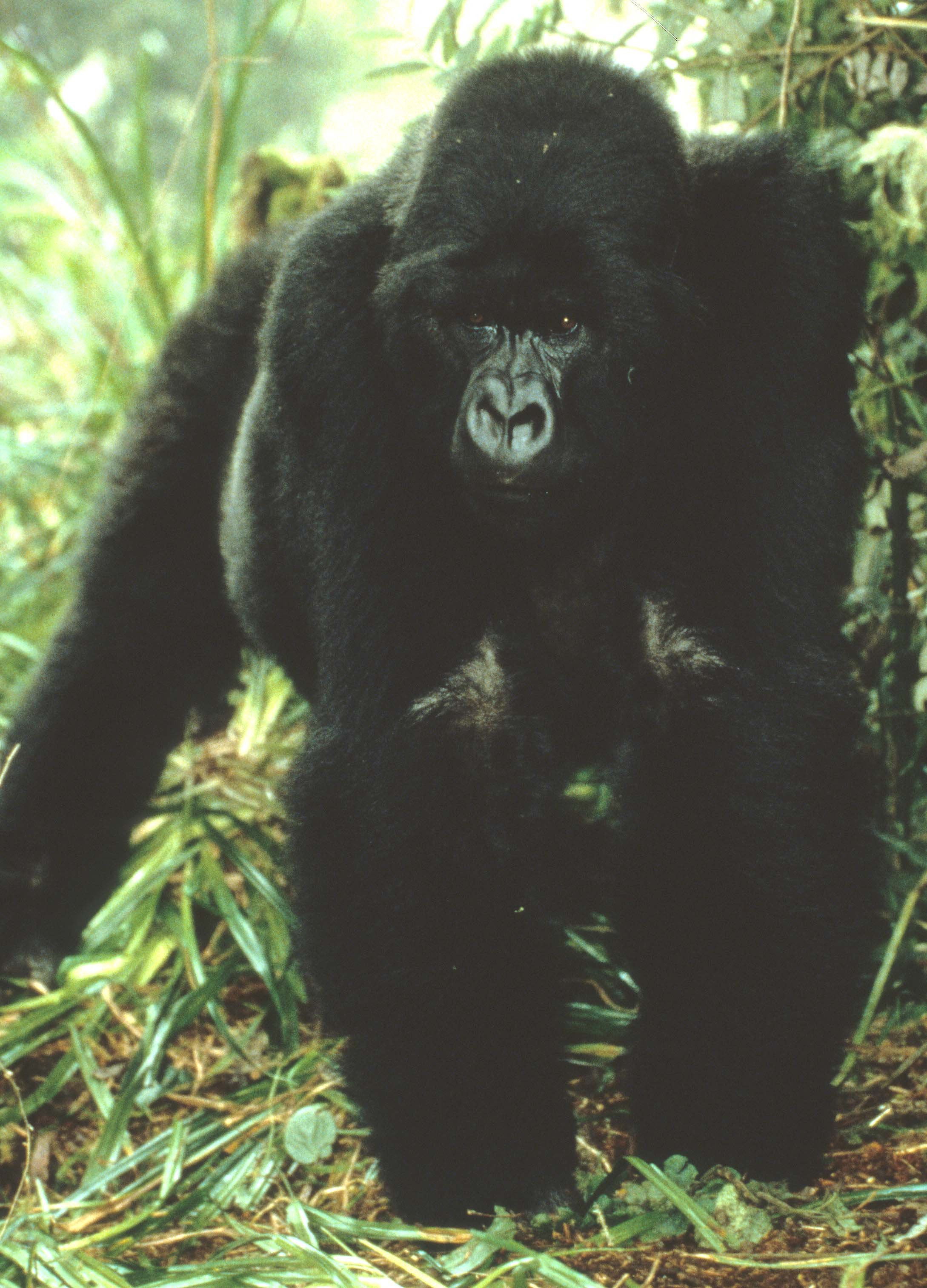 PRIMATE - GORILLA-RWANDA PARC DU VULCANS (21).jpg