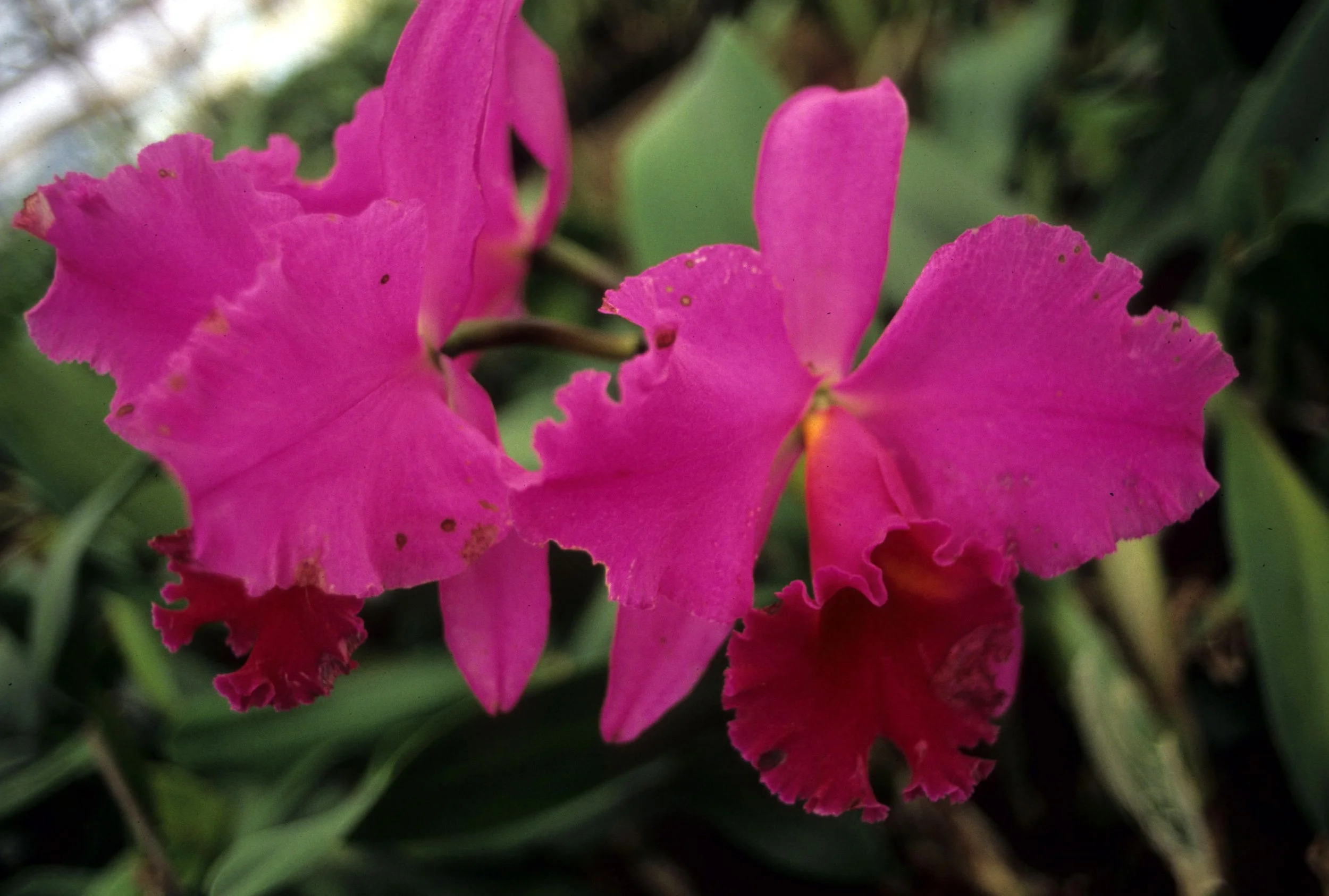 HAWAII - HAWAII - ORCHID - CATTLEYA SPECIES (3).jpg