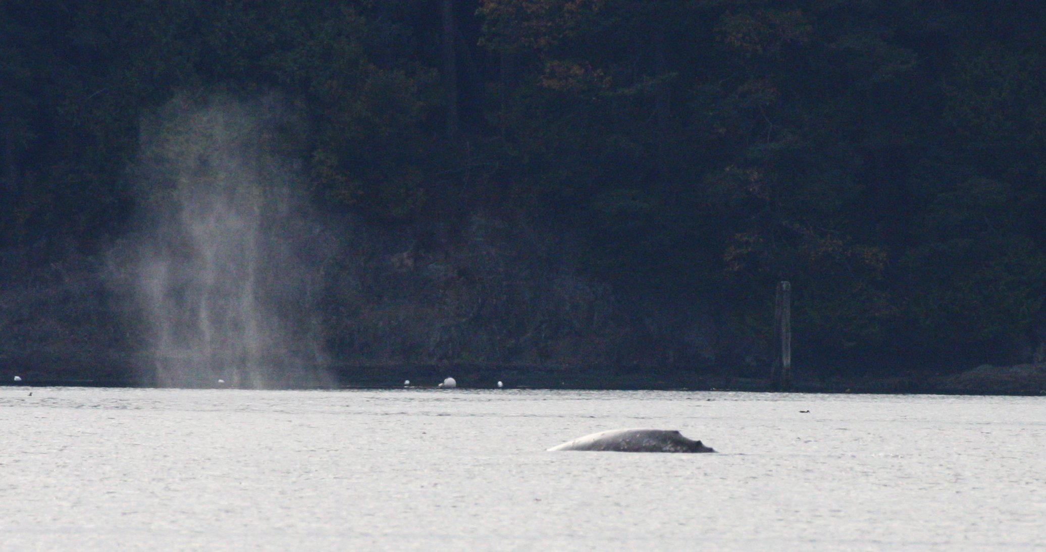CETACEAN - GRAY WHALE - SALT CREEK WA (2).JPG