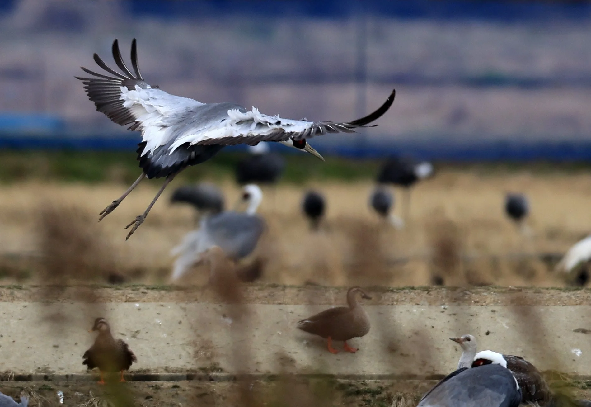 White-naped Crane (Antigone vipio) Izumi Crane Park & Center, Izumi Kagoshima Kyushu Japan (237).jpg
