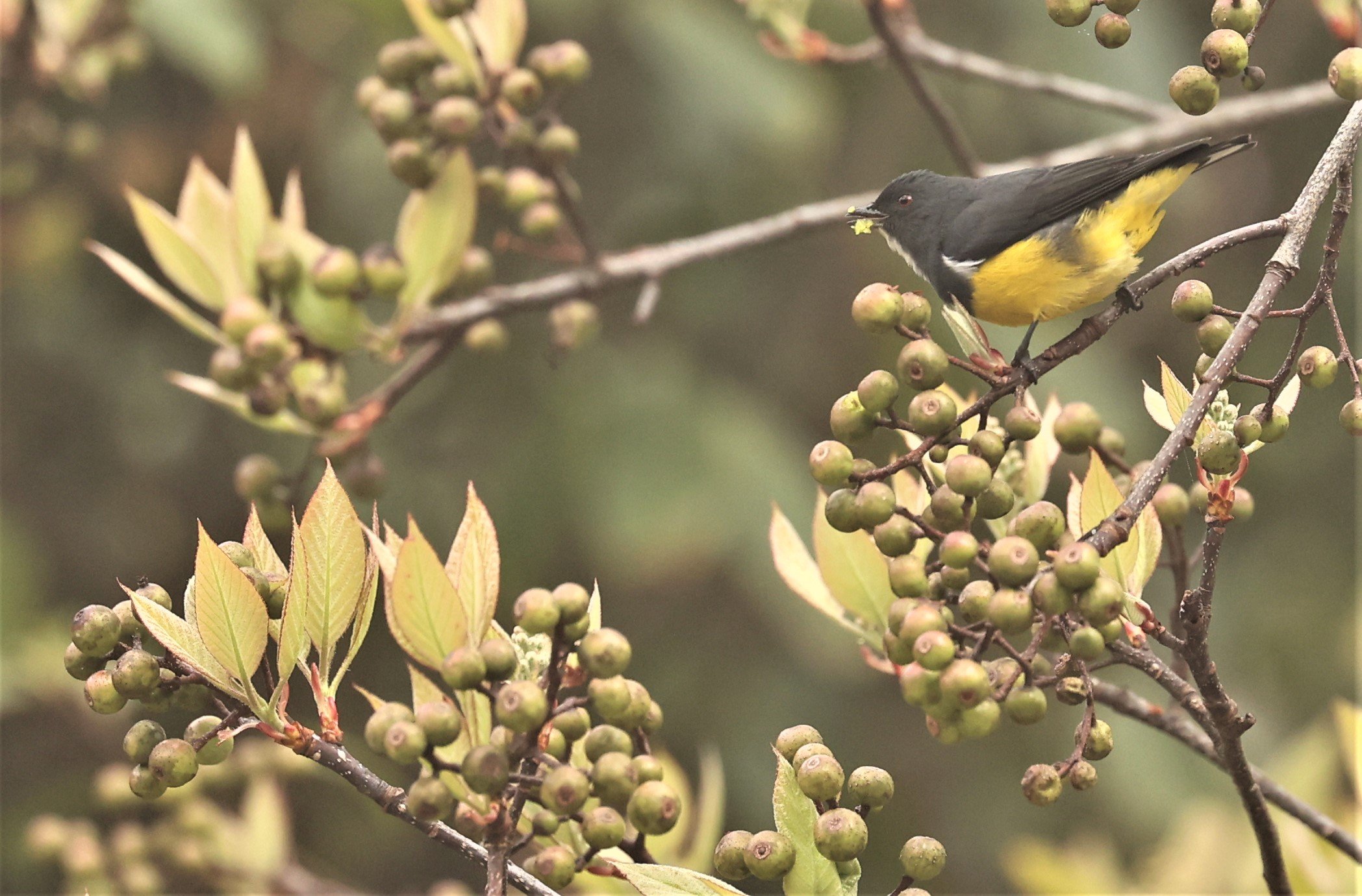 FLOWERPECKER - YELLOW-BELLIED FLOWERPECKER - Dicaeum melanozanthum - DOI INTHANON NP CHIANG MAI, DEC 2021 (31).JPG