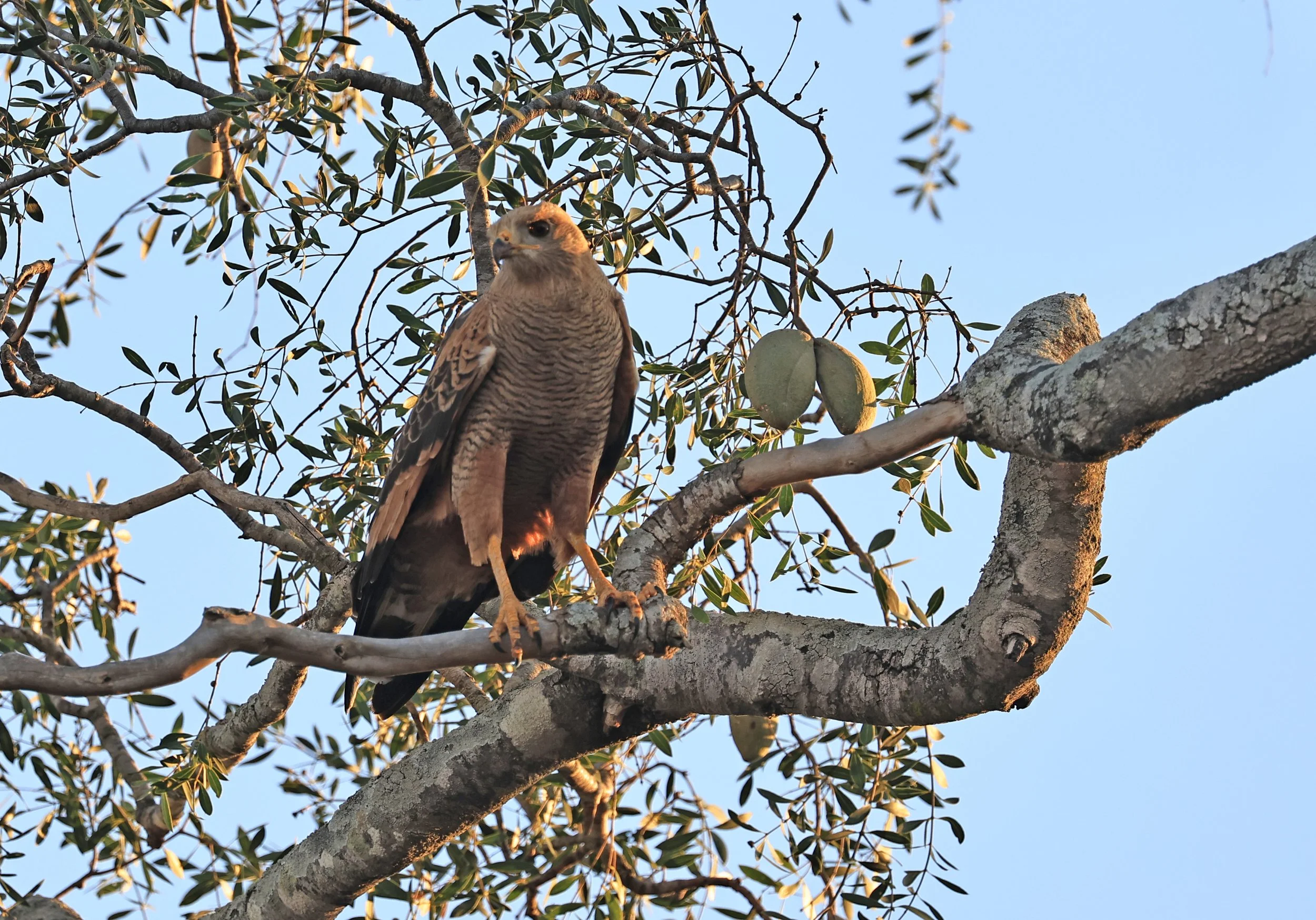 Savanna Hawk (Buteogallus meridionalis) Agua Dulce Paraguay (3).jpg