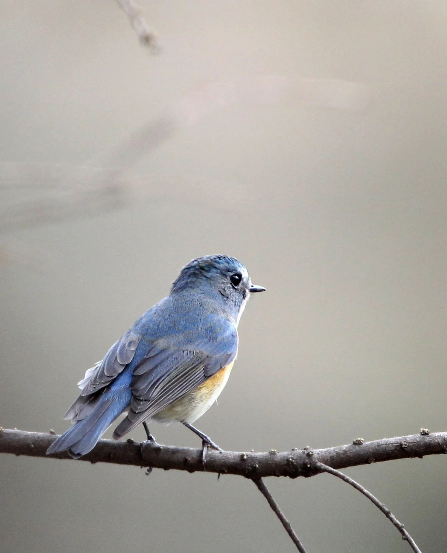 BIRD - ORANGE-FLANKED BUSH ROBIN - BINJIANG FOREST PARK SHANGHAI (8).JPG