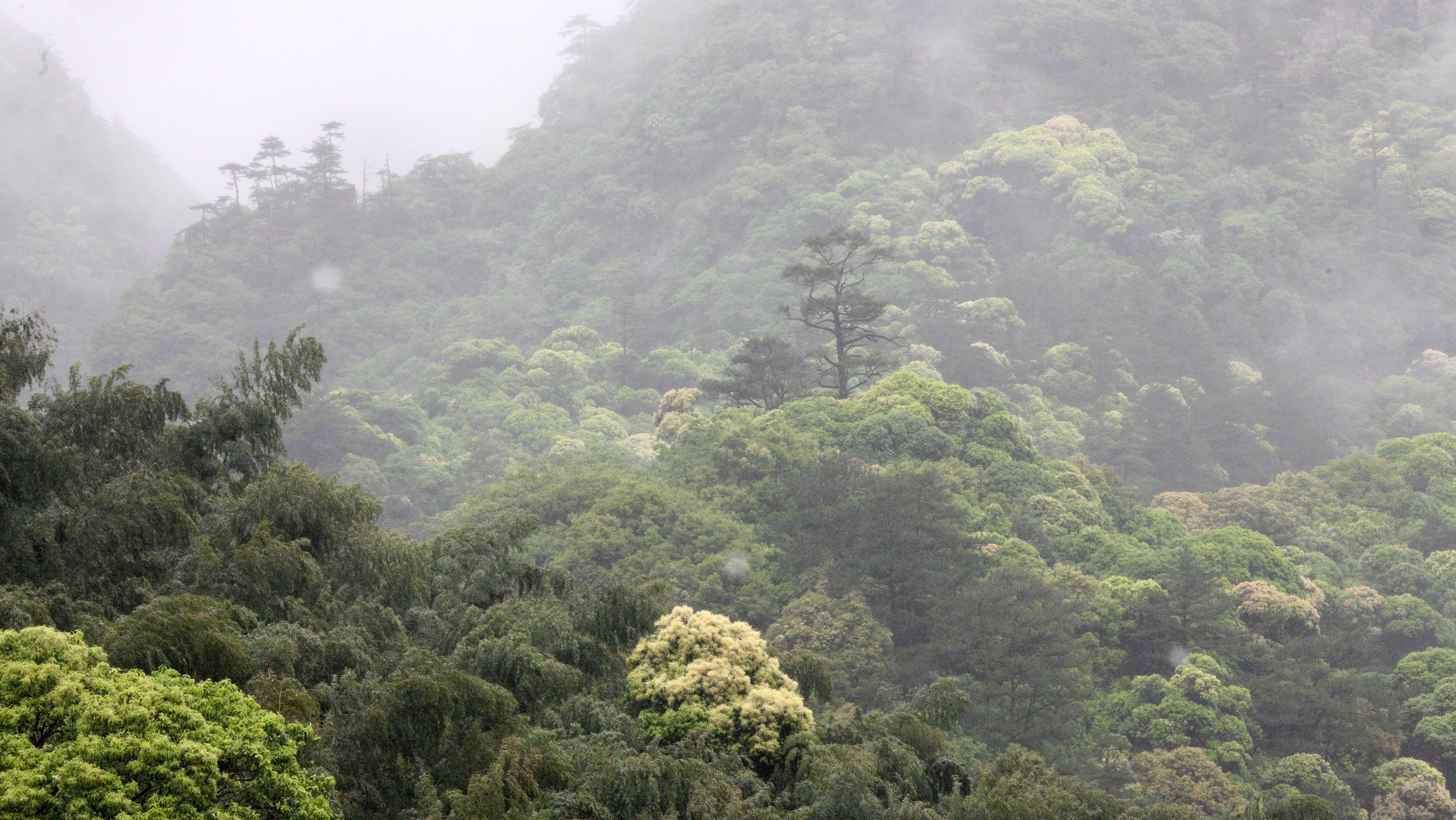 GUNIUJIANG NATURE RESERVE - ANHUI PROVINCE CHINA (7).JPG
