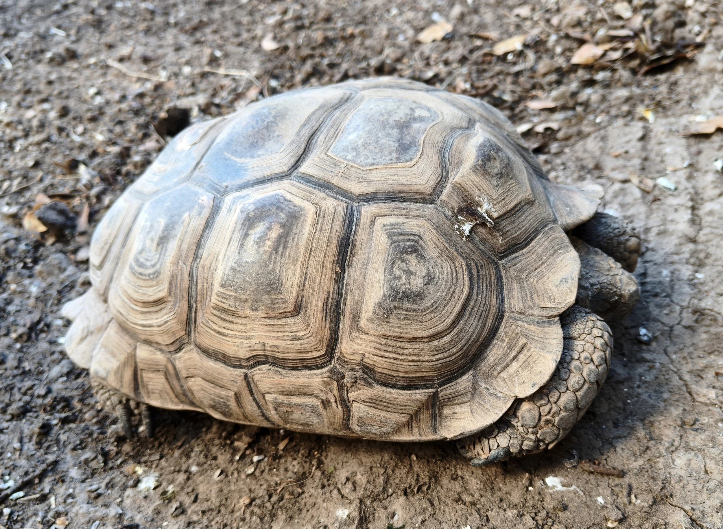 Chaco Tortoise (Chelonoidis chilensis) Trelew Argentina, captive