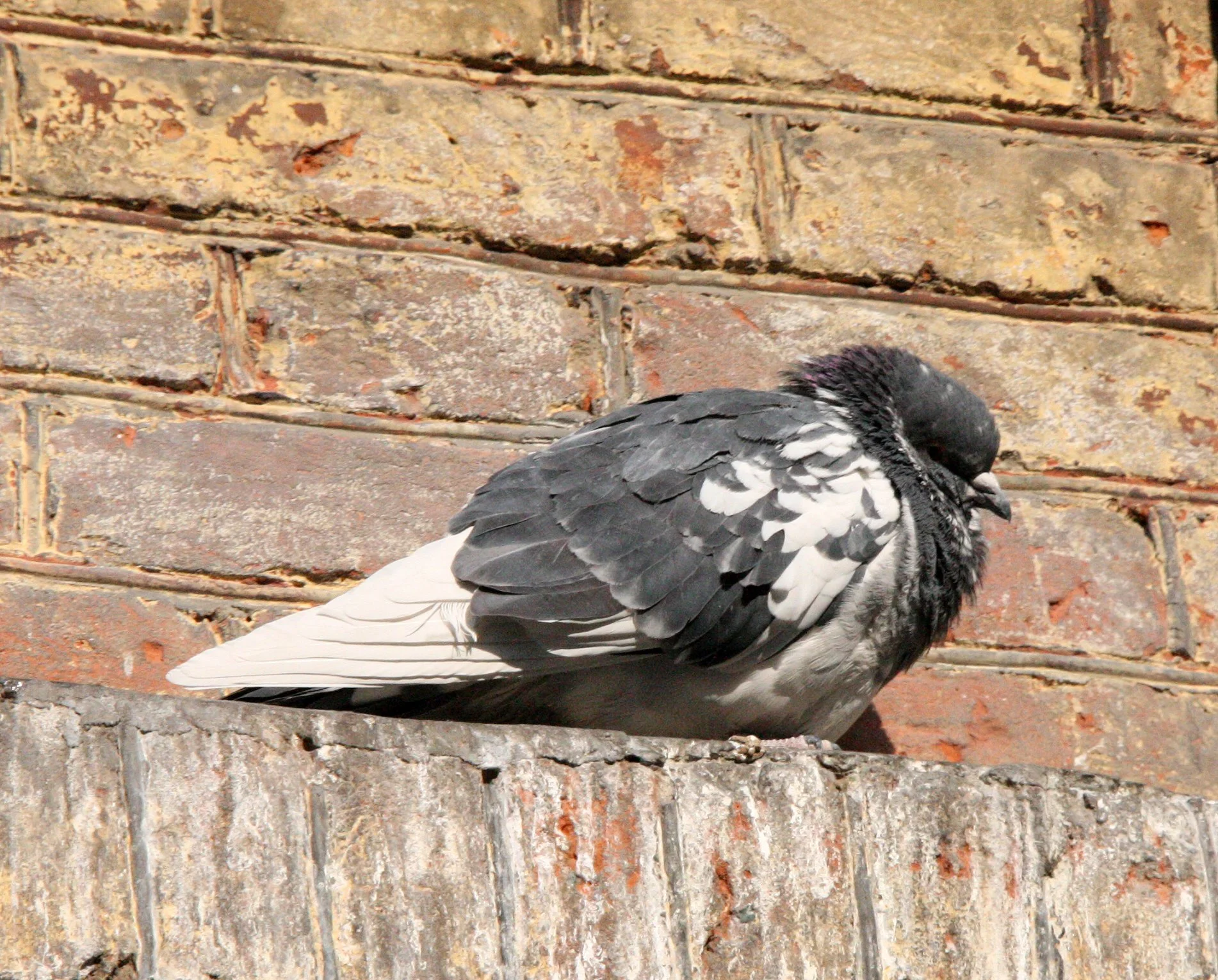 BIRD - PIGEON - HARBIN CHINA (2).JPG