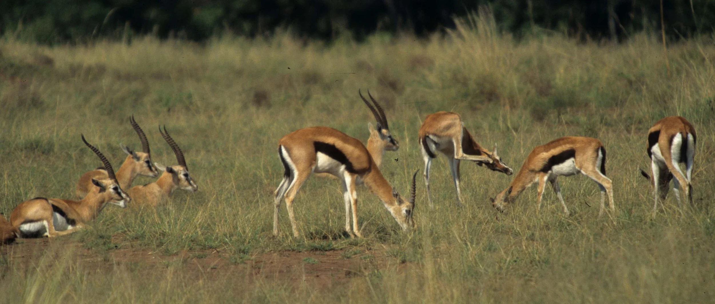 BOVID - GAZELLE - THOMSONS - SERENGETI (10).jpg