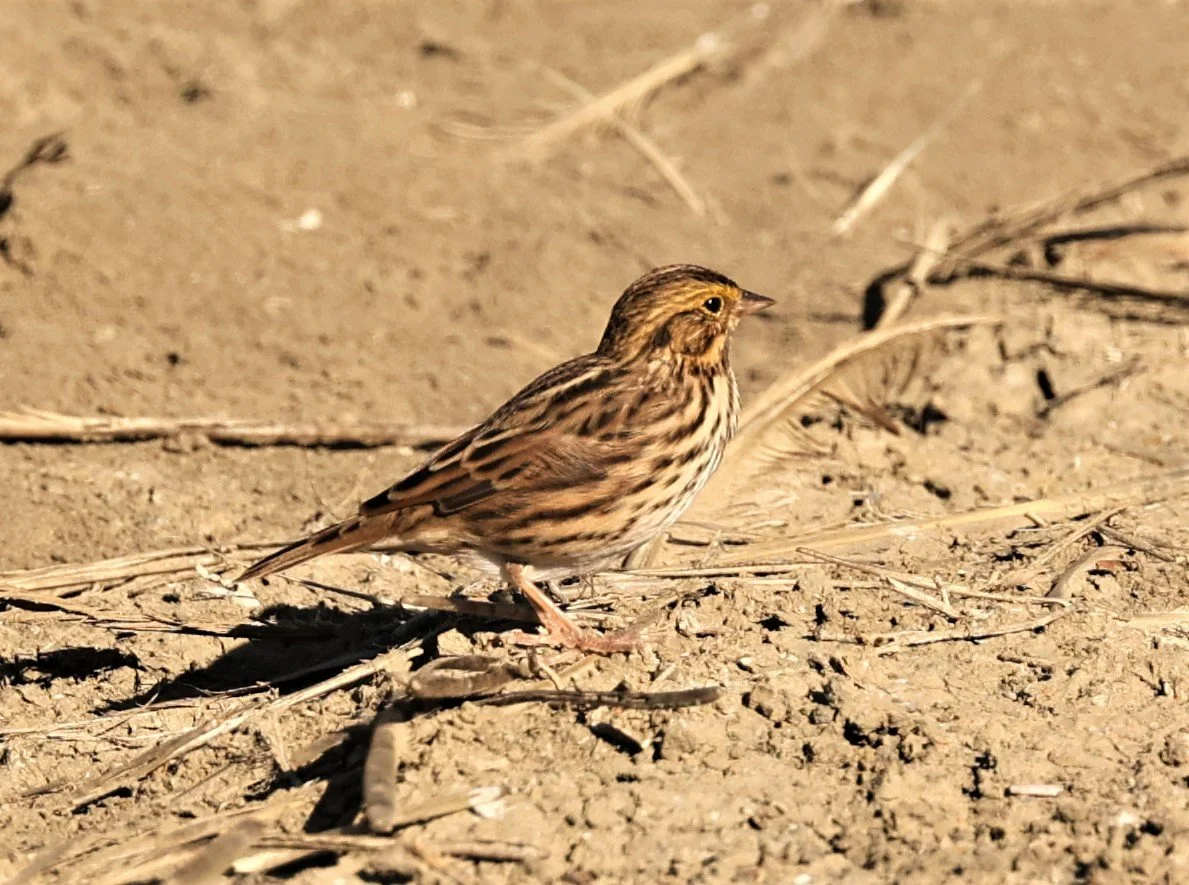 Savannah Sparrow (Passerculus sandwichensis) Elkhorn Slough Moss Landing California (3).jpg