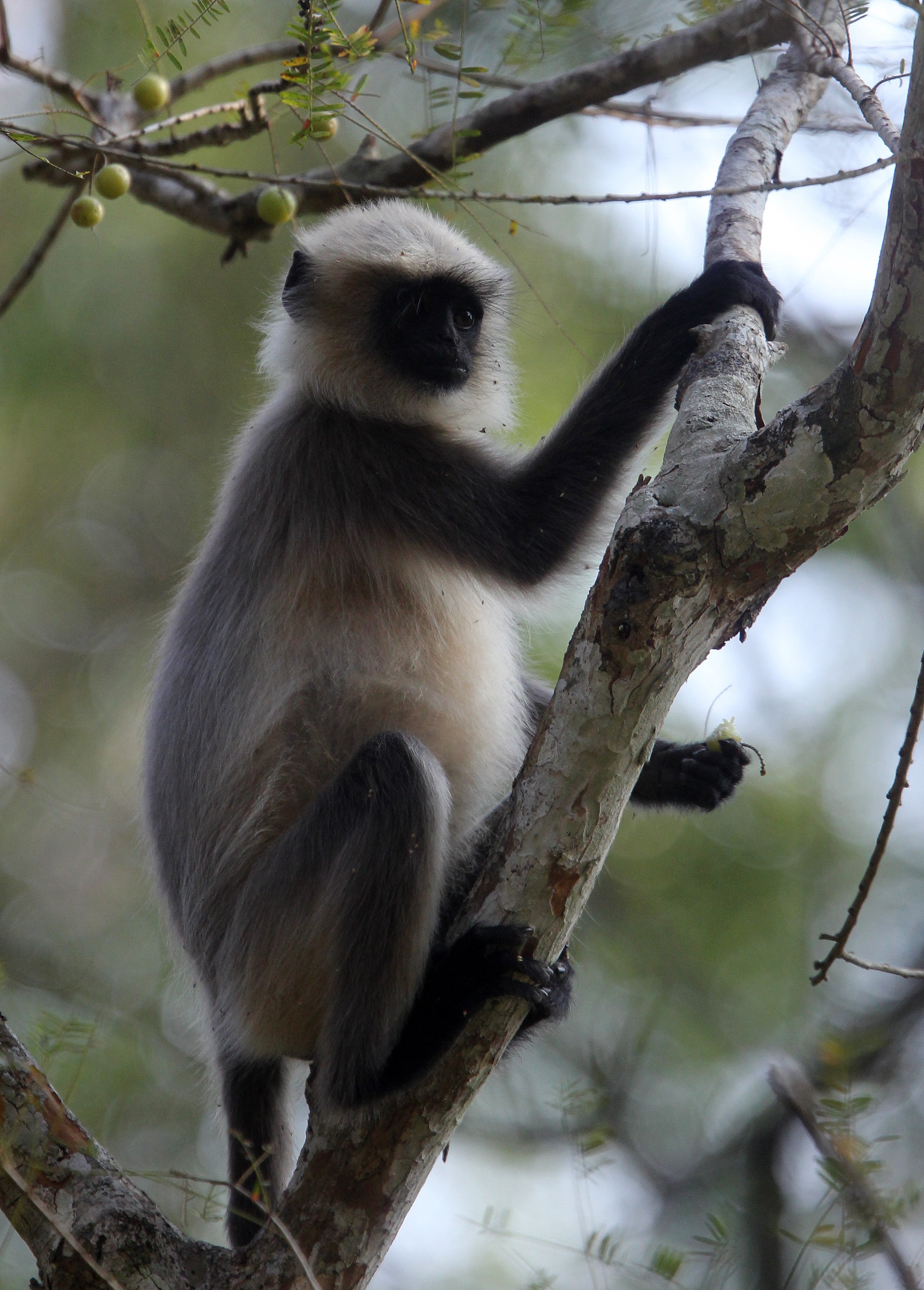 CERCOPITHECIDAE - Semnopithecus hypoleucos iulus - MALABAR SACRED (BLACK-FOOTED) LANGUR - THOLPETTY RESERVE WAYANAD KERALA INDIA (60).JPG