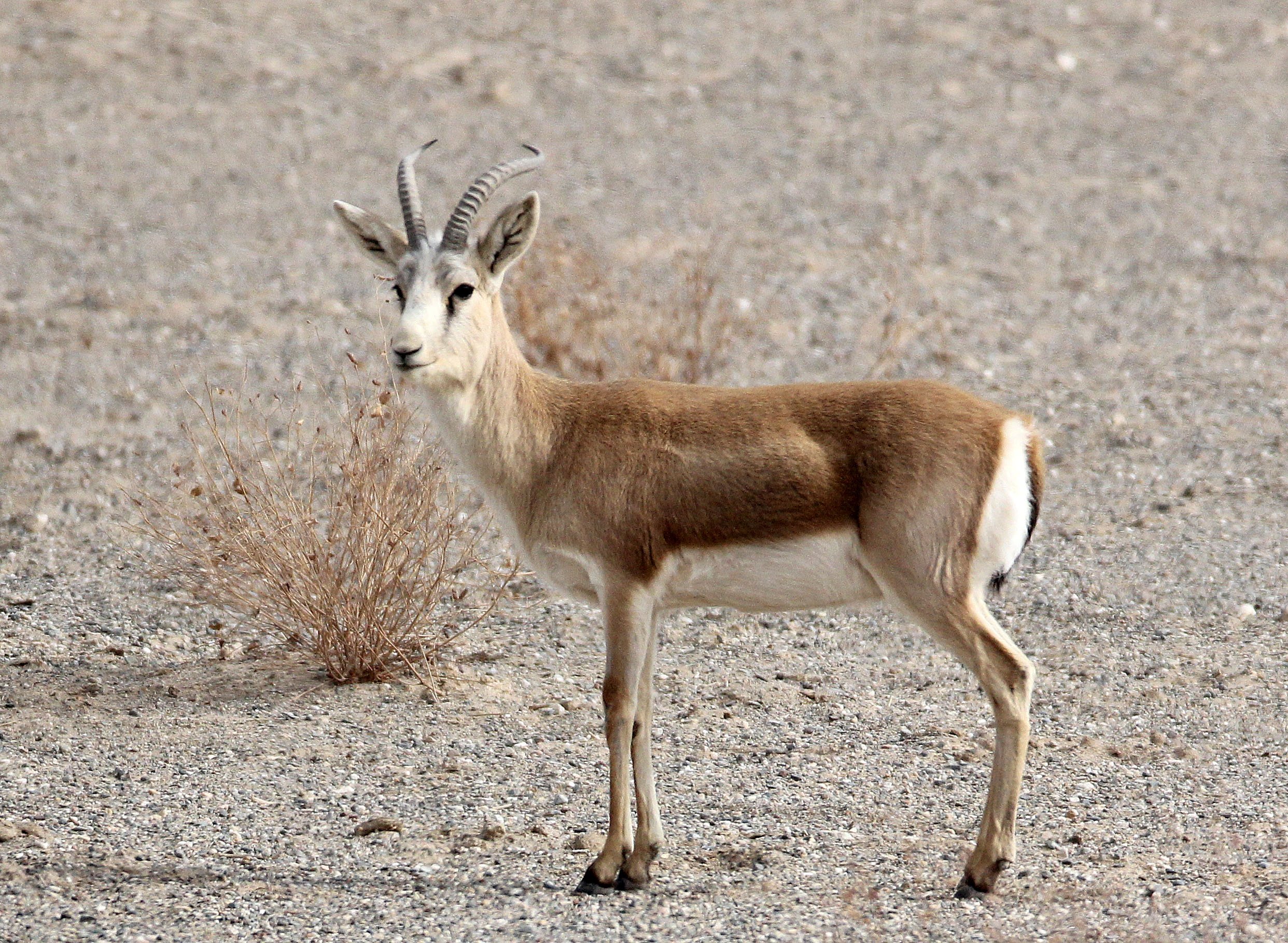 GAZELLE - YARKAND GAZELLE - Gazella yarkandensis - DUNHUANG XIFU NATURE RESERVE - GANSU CHINA (73).JPG