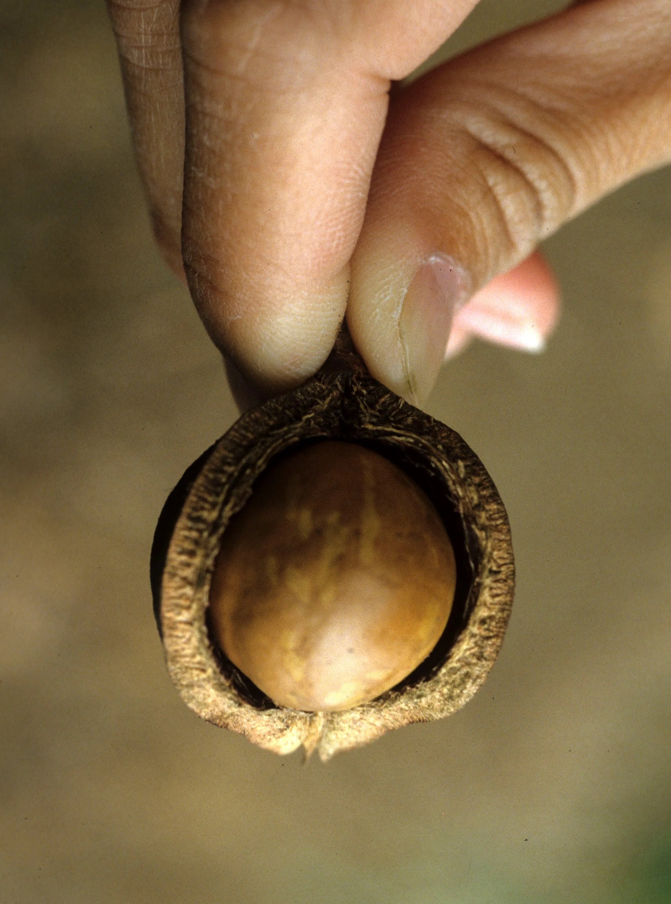 HAWAII - HAWAII - MACADAMIA INTEGRIFOLIA.jpg