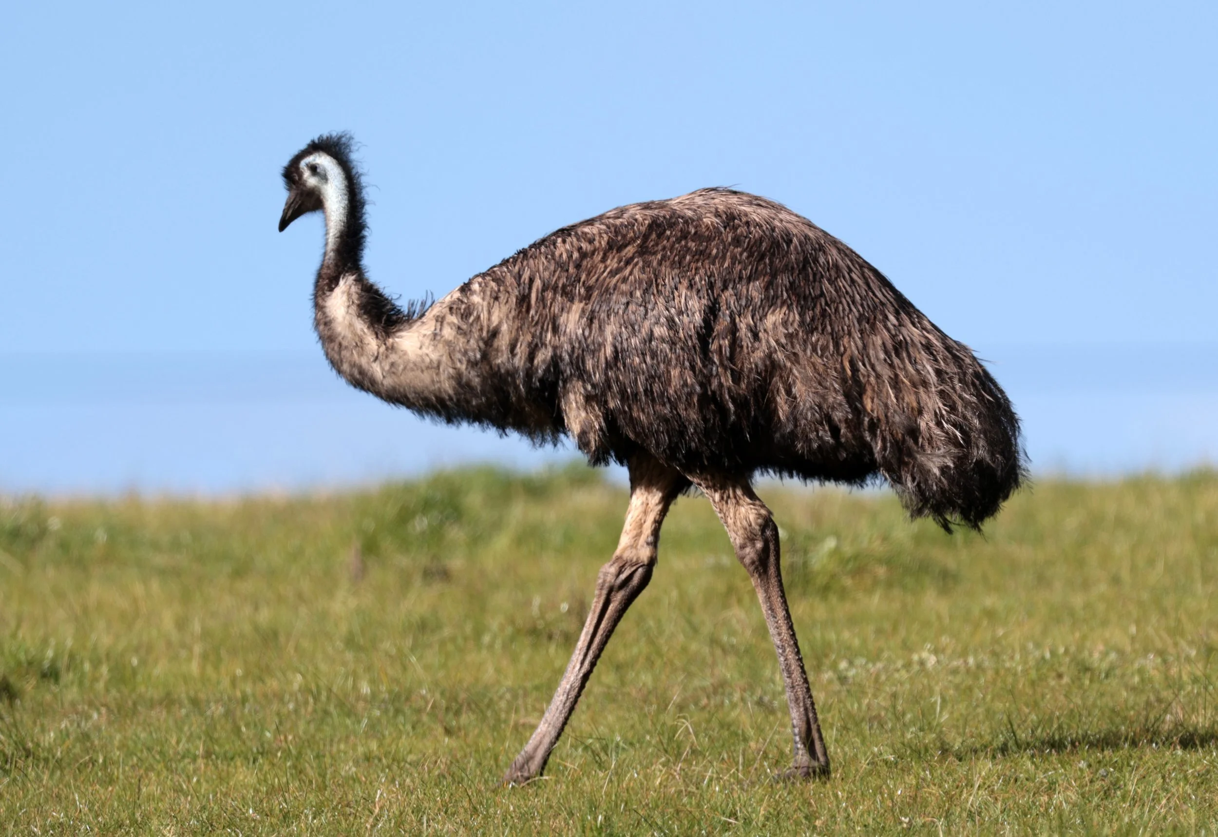 Emu (Dromaius novaehollandiae) Mt Frankland NP - Western Australia (3).jpg