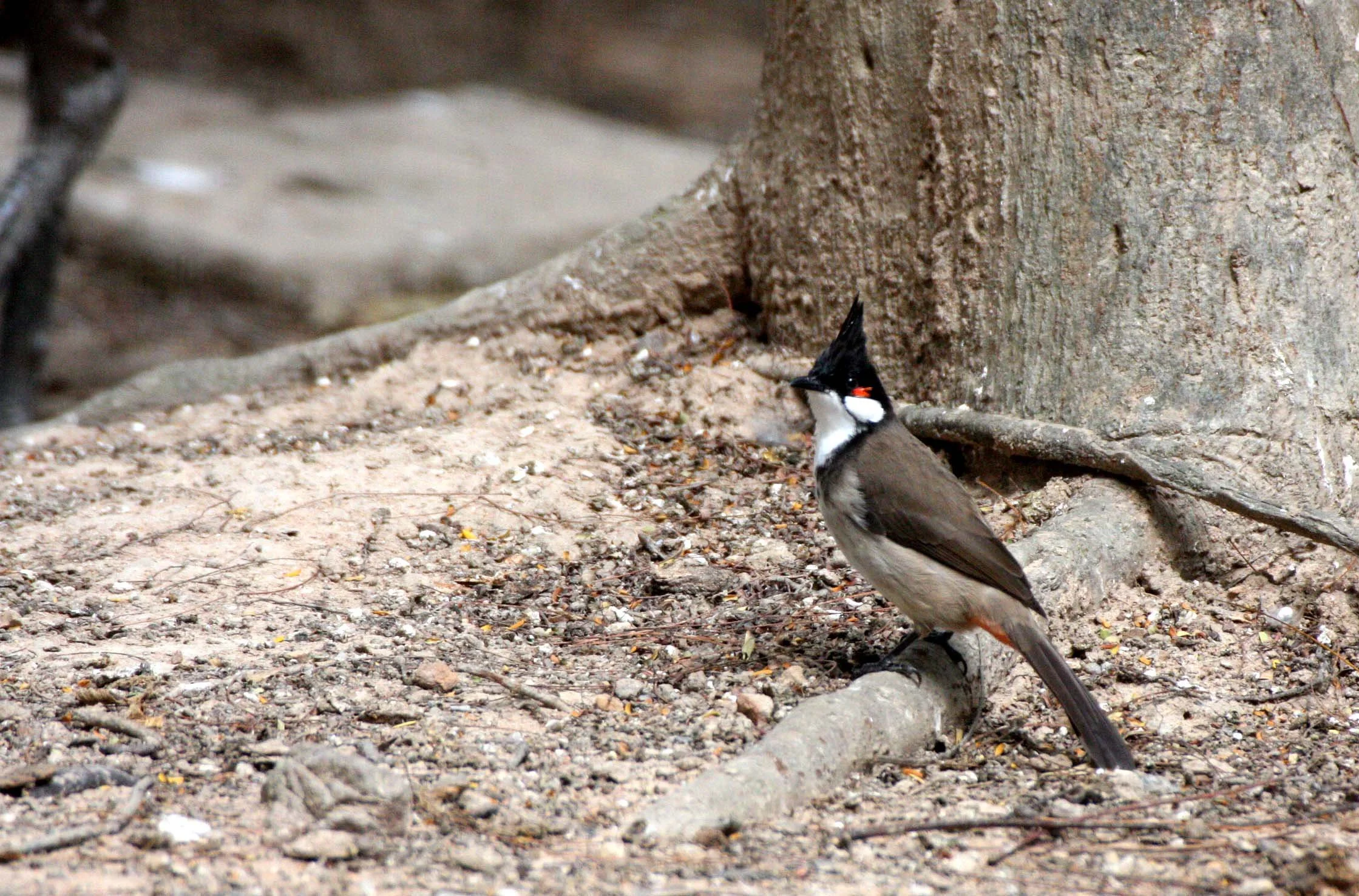 Red-whiskered Bulbul (Pycnonotus jocosus) Thailand — Coke Smith Wildlife