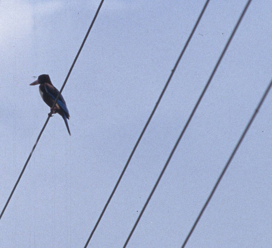 BIRD - KINGFISHER - SPECIES C - AGRA INDIA.jpg