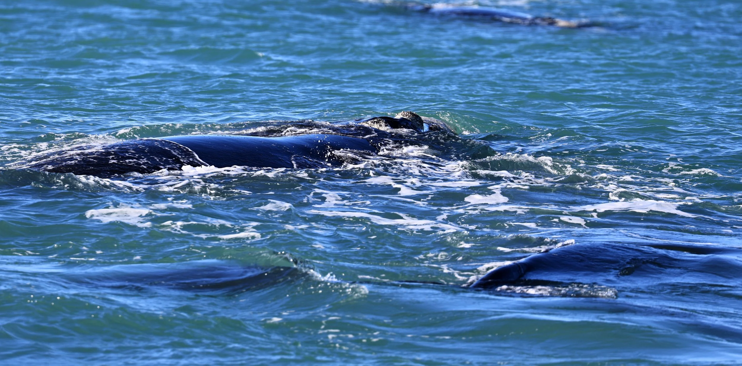 We saw as many as five individuals in the Whale Orgies that were literally happening everywhere!