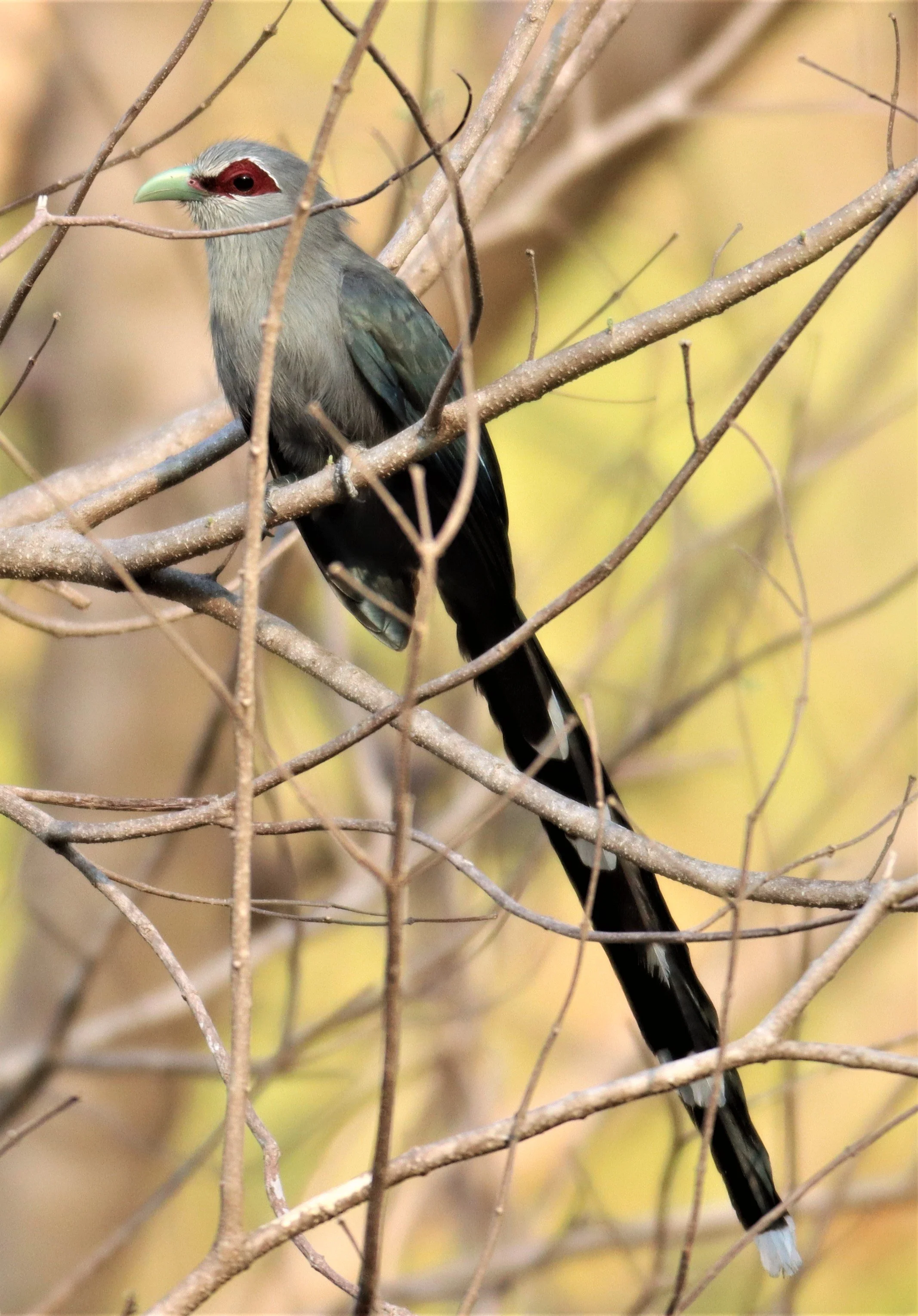 Green-billed Malkoha (Phaenicophaeus tristis) Pak Chong Hot Springs Thailand (17).jpg