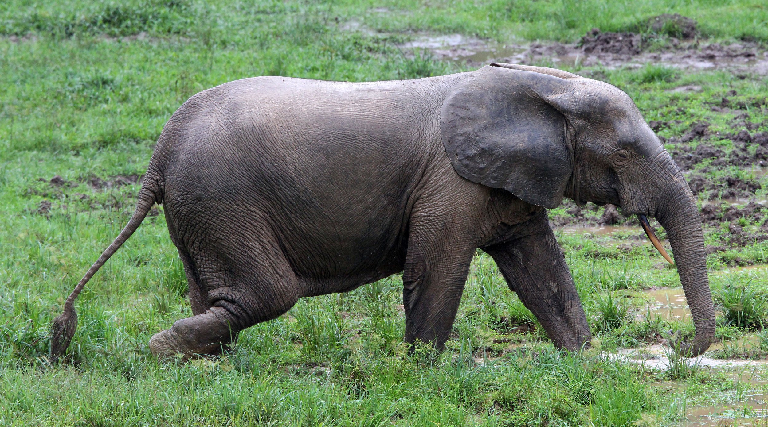ELEPHANT - FOREST ELEPHANT - DZANGA BAI - DZANGA NDOKI NP CENTRAL AFRICAN REPUBLIC (67).JPG