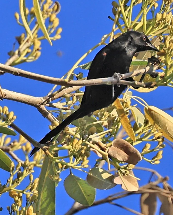 Variable Oriole (Icterus pyrrhopterus) Estancia Campo'í Paraguay (56).jpg