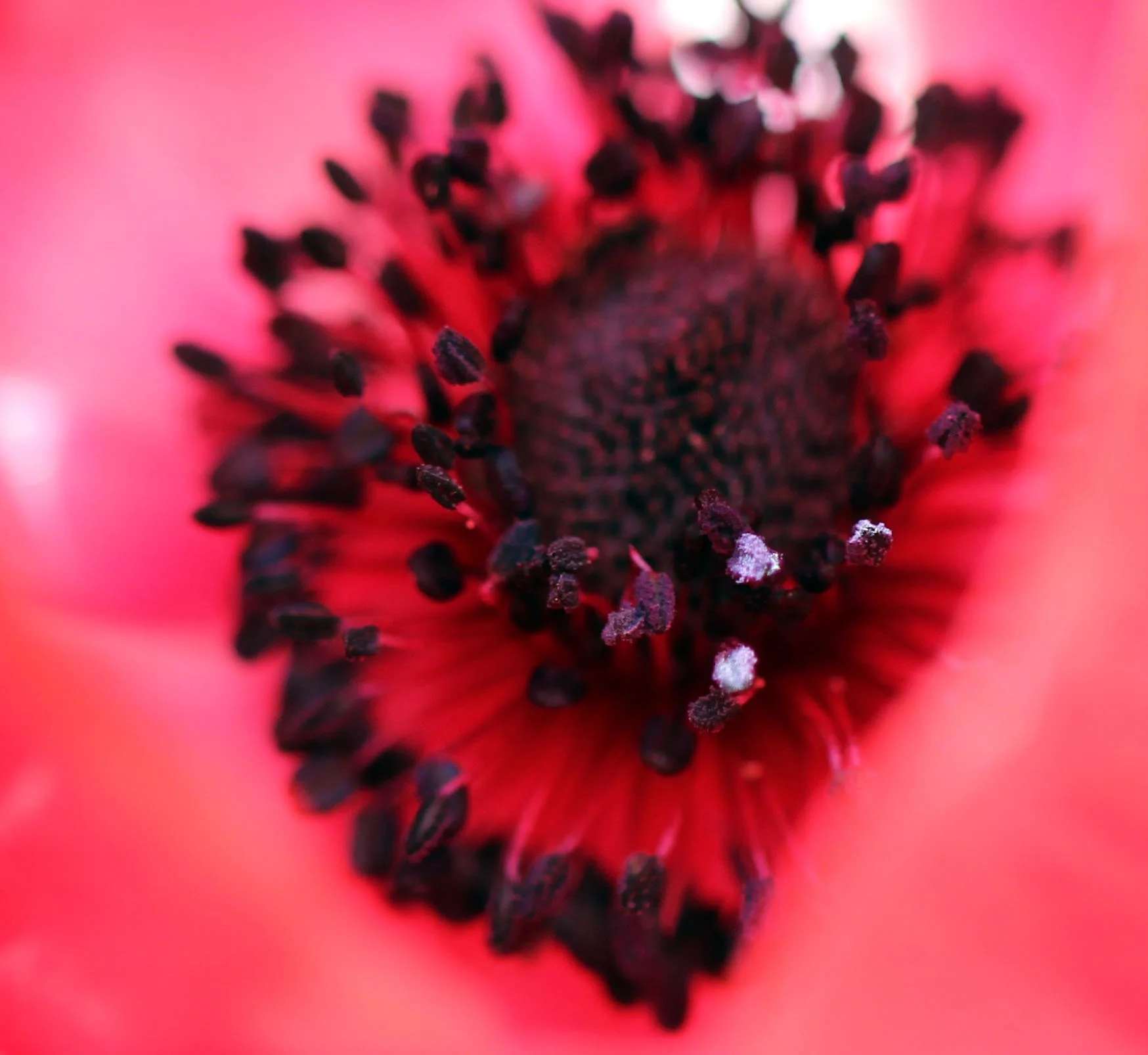 LEH, LADAKH INDIA - SNOW LEOPARD EXPEDITION (34).JPG