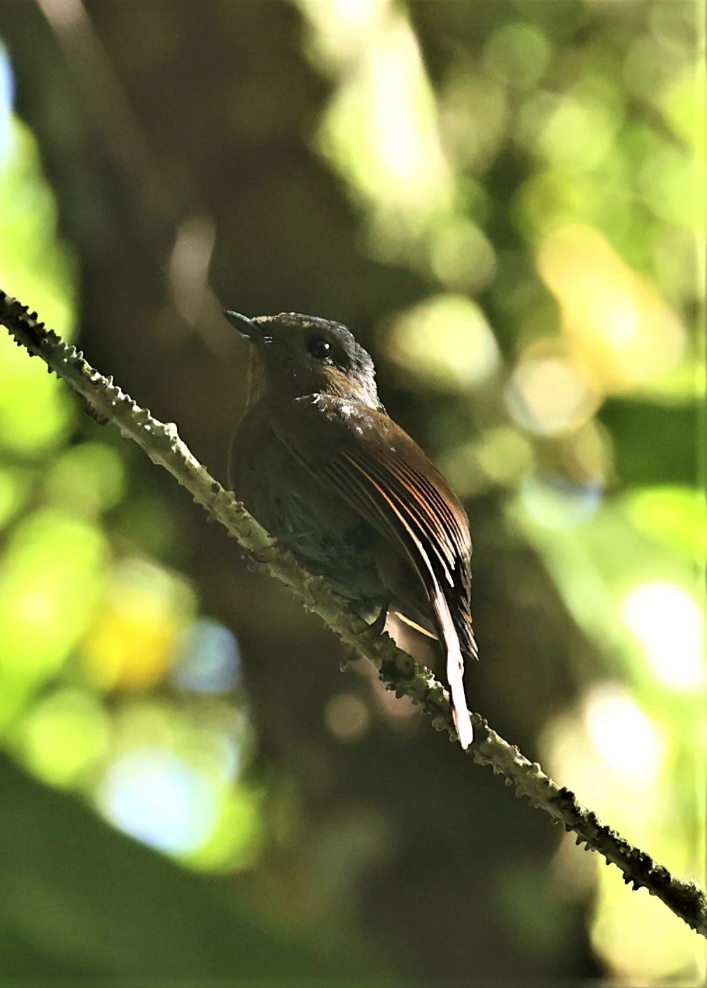 Niltava grandis - LARGE NILTAVA - FRASER'S HILL, MALAYSIA JUNE 2022 (15).jpg