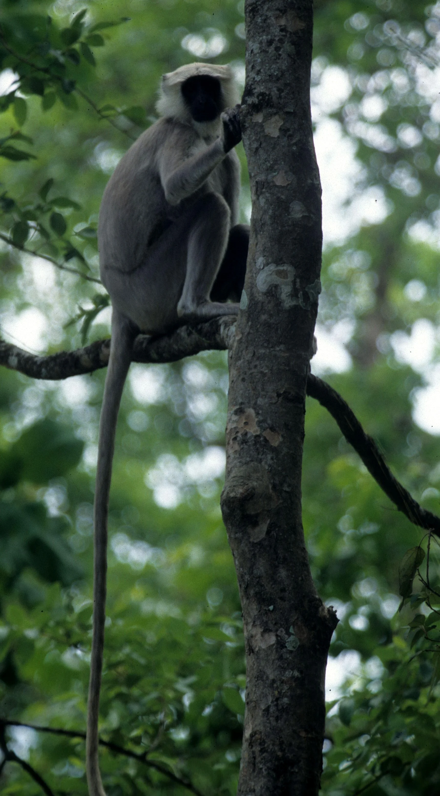 PRIMATE - LANGUR - SPECIES A - CHITWAN NP NEPAL.jpg