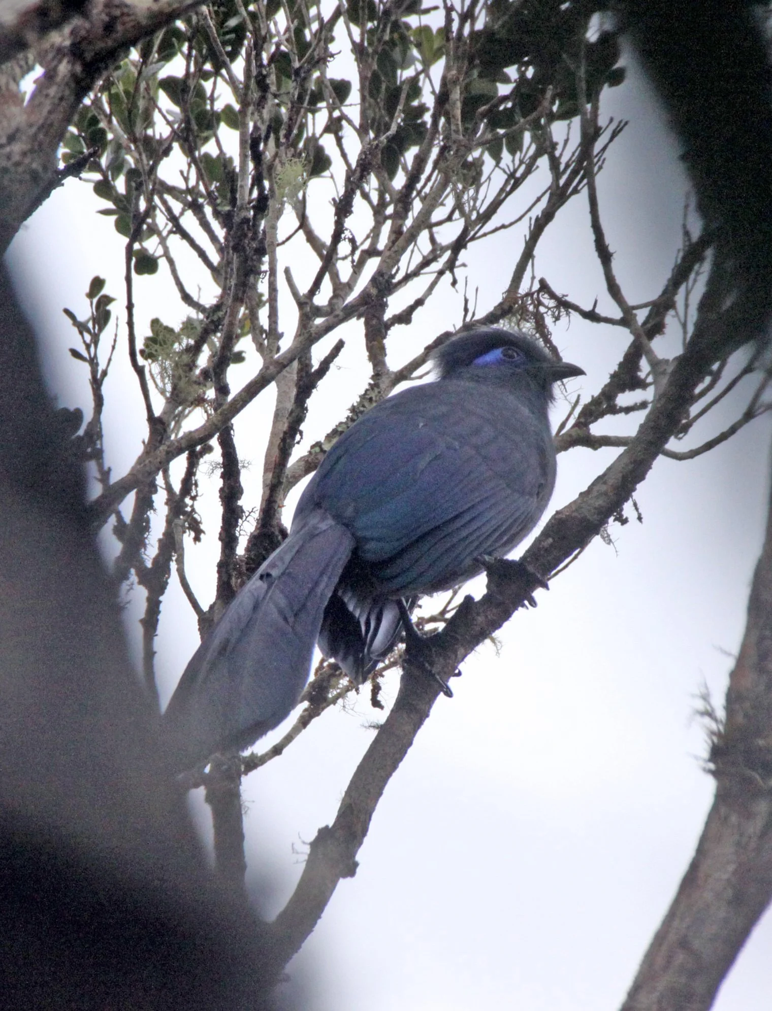 Blue Coua (Coua caerulea) Mantadia NP Madagascar (1).JPG
