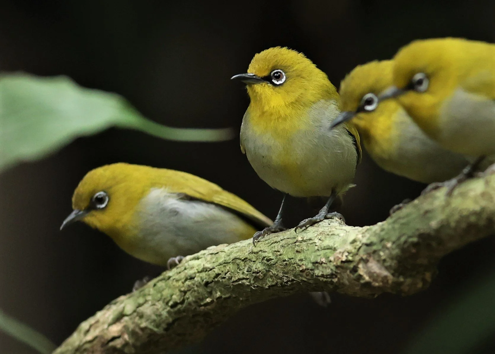 Indian White-eye (Zosterops palpebrosus) Doi Inthanon NP Chiang Mai (11).JPG