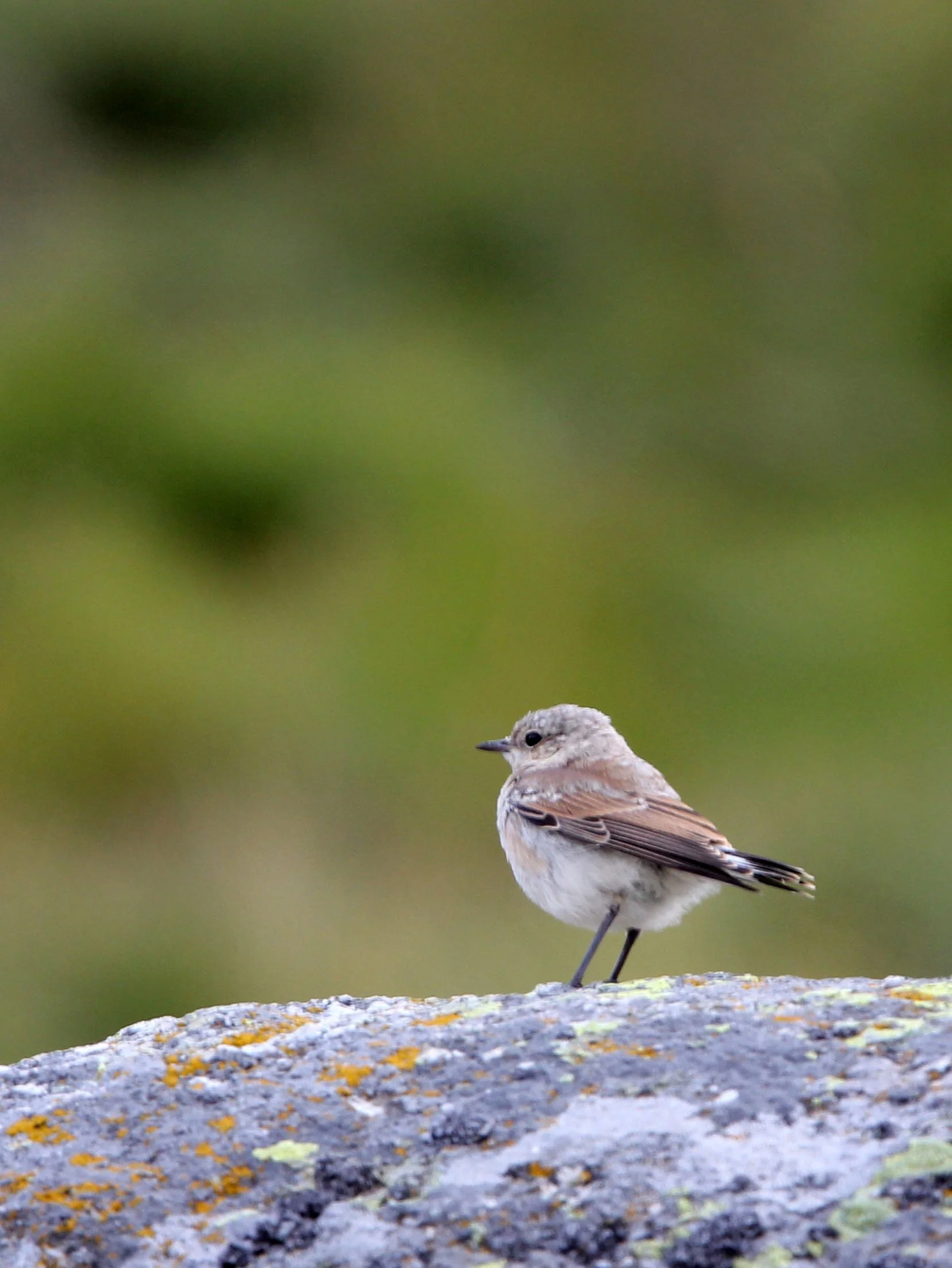 BIRD - WHEATEAR - BLACK-EARED WHEATEAR - SIERRA DE GREDOS NATIONAL PARK SPAIN.JPG