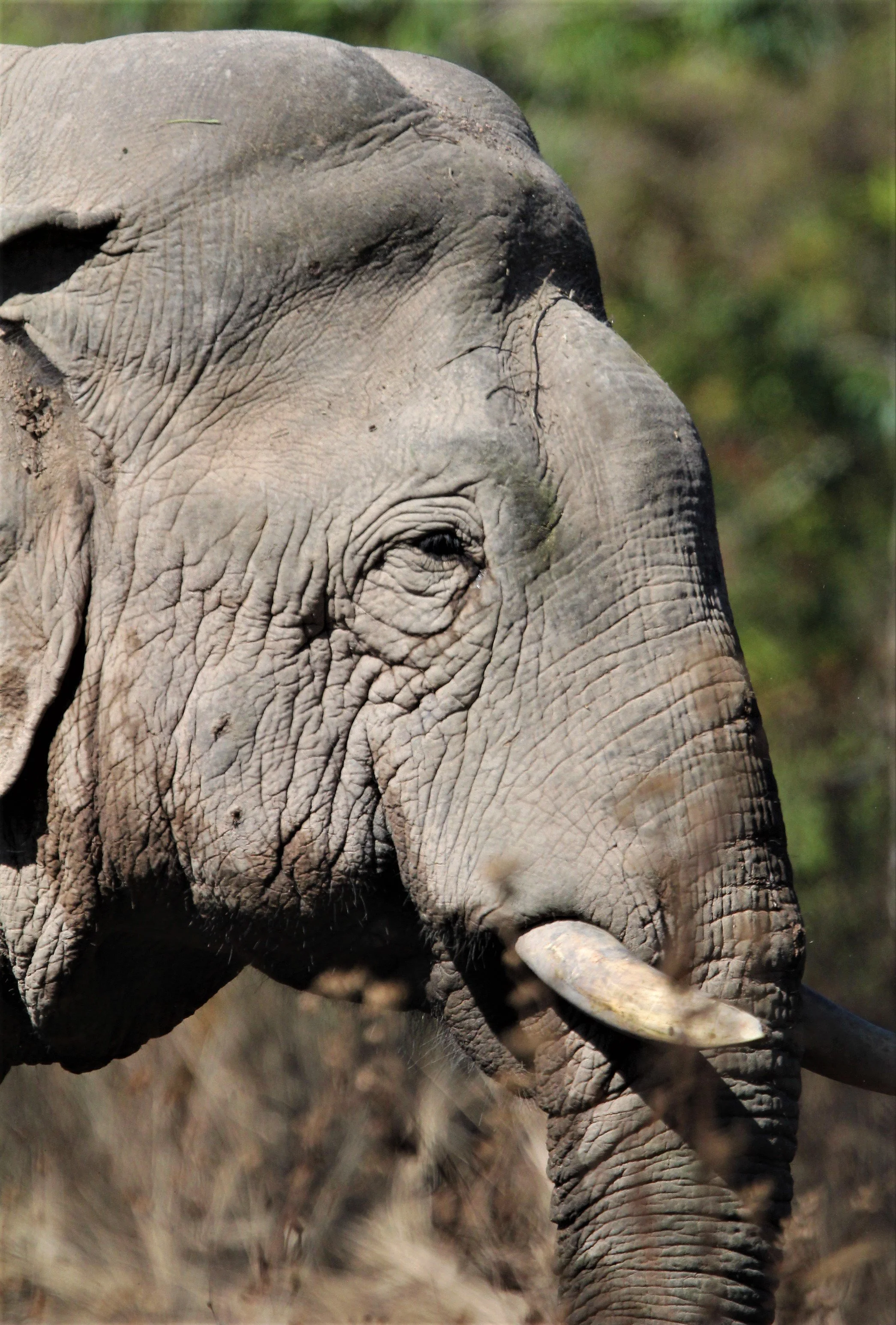 I'm not sure what's the story with the stunted tusks on these elephants.