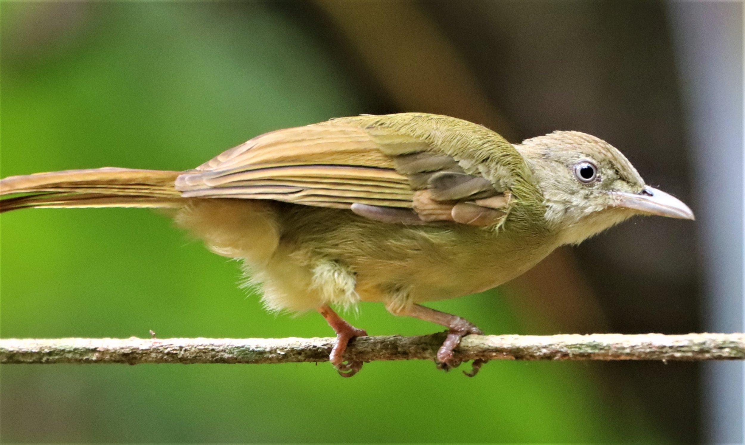 BULBUL - GREY-EYED BULBUL - Iole propinqua -  - DOI INTHANON JULY 2 2021 (5).jpg
