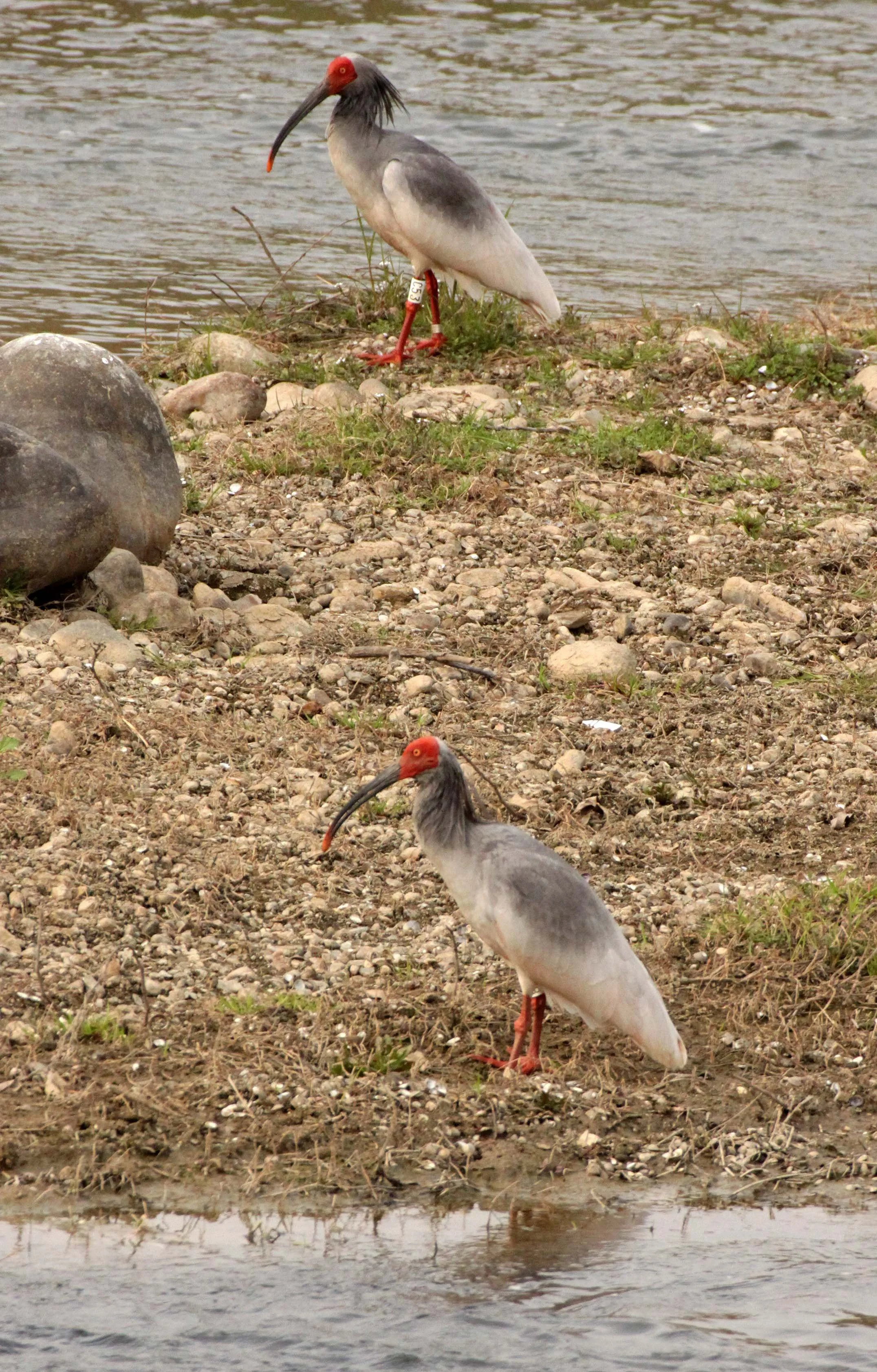 IBIS - CRESTED IBIS - Nipponia nippon - YANG COUNTY SHAANXI PROVINCE CHINA (31).JPG