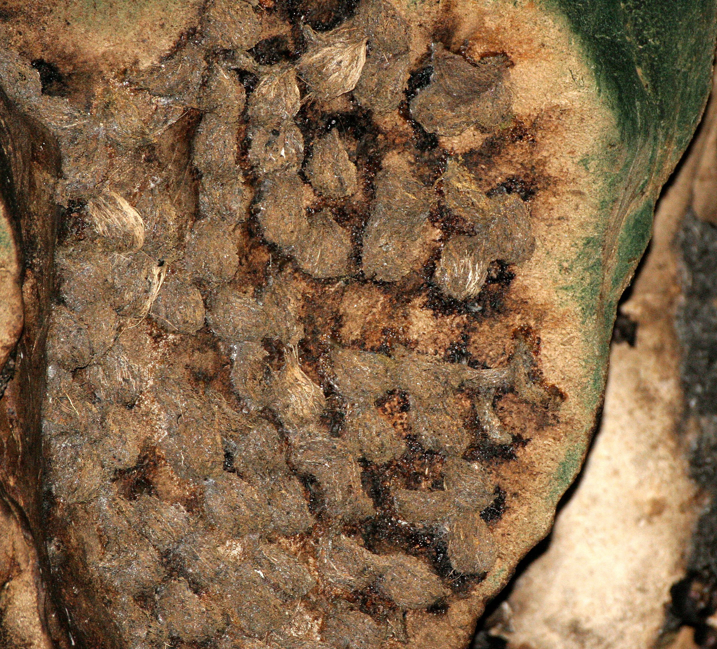 White-nest Swiftlet (Aerodramus fuciphagus) Gamontong Cave Borneo (4).JPG