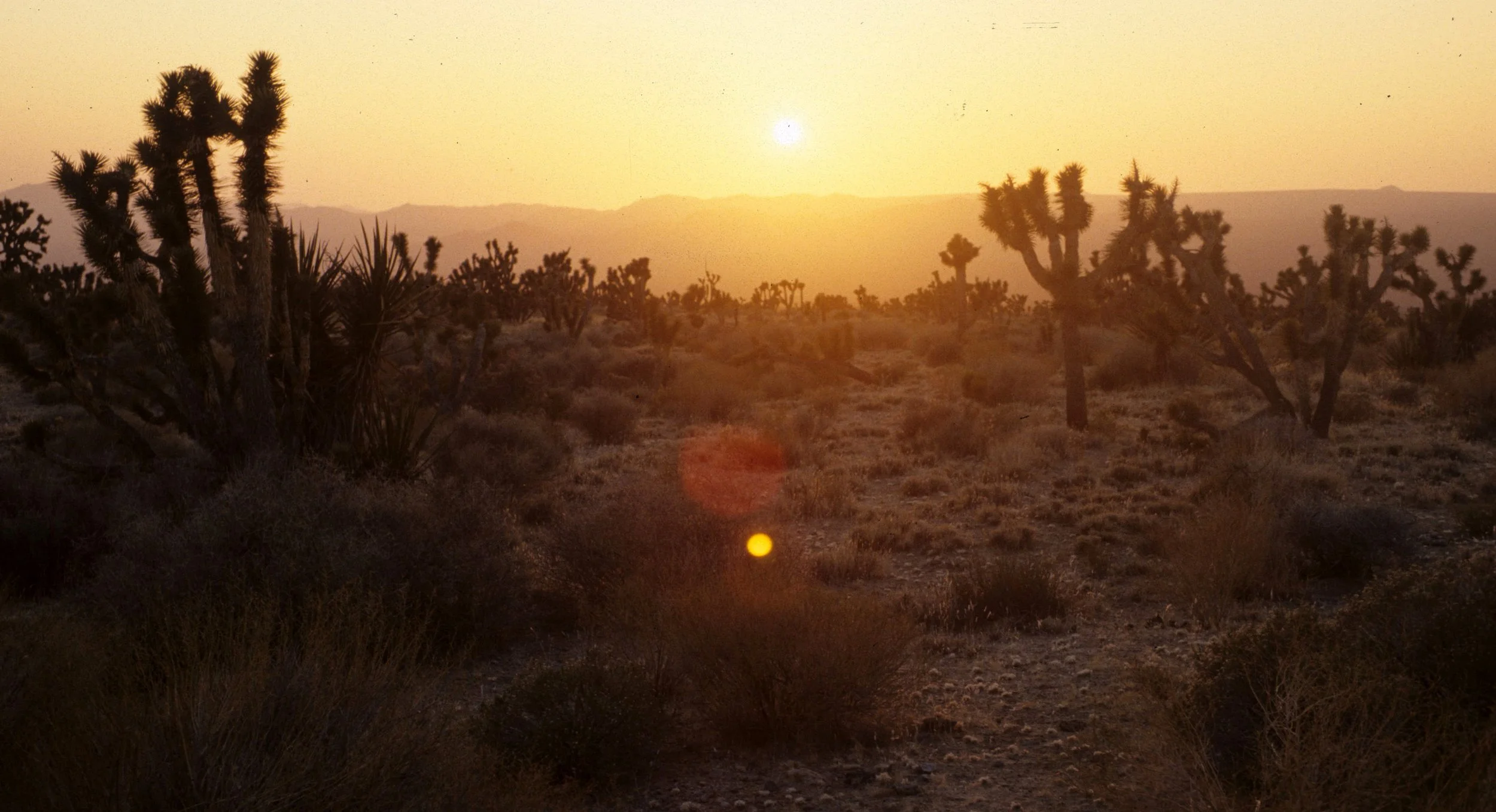 MOJAVE - YUCCA SUNSET.jpg