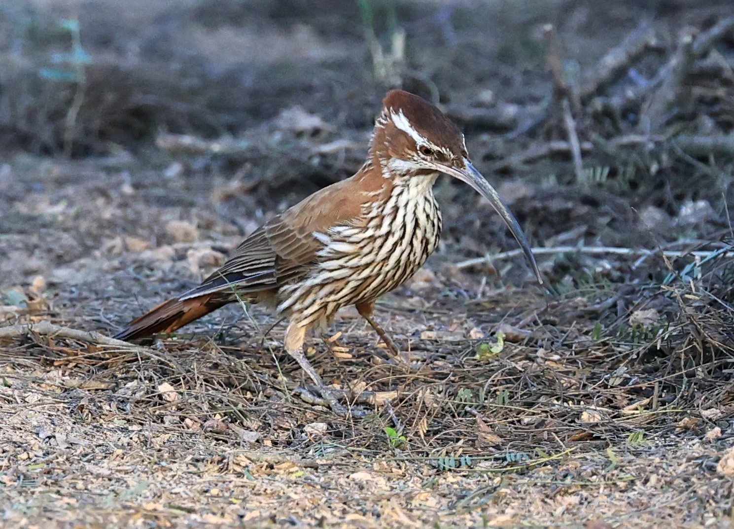 Scimitar-billed Woodcreeper (Drymornis bridgesii) Hotel Iparoma Campestre Paraguay (16).jpg