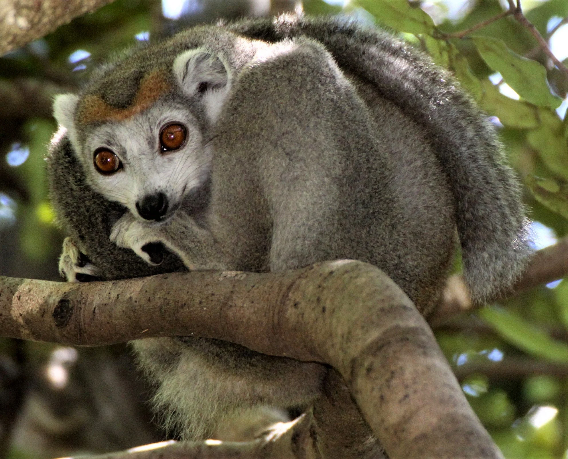 LEMURIDAE - Eulemur coronatus - CROWNED LEMUR - ANKARANA NATIONAL PARK MADAGASCAR aa1.jpg
