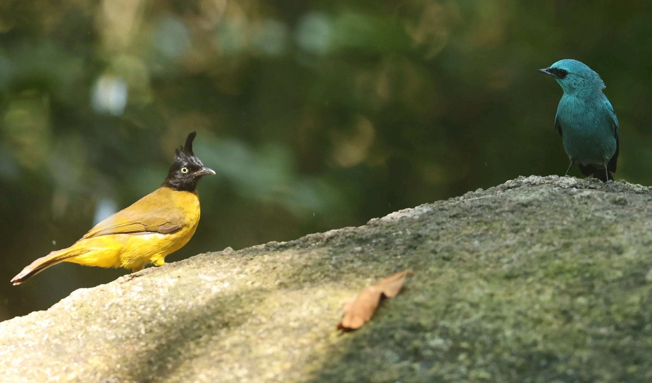 FLYCATCHER - VERDITER FLYCATCHER - Eumyias thalassina - WAT THAM PRATHUM CHONBURI JAN 30 2022 (16).jpg