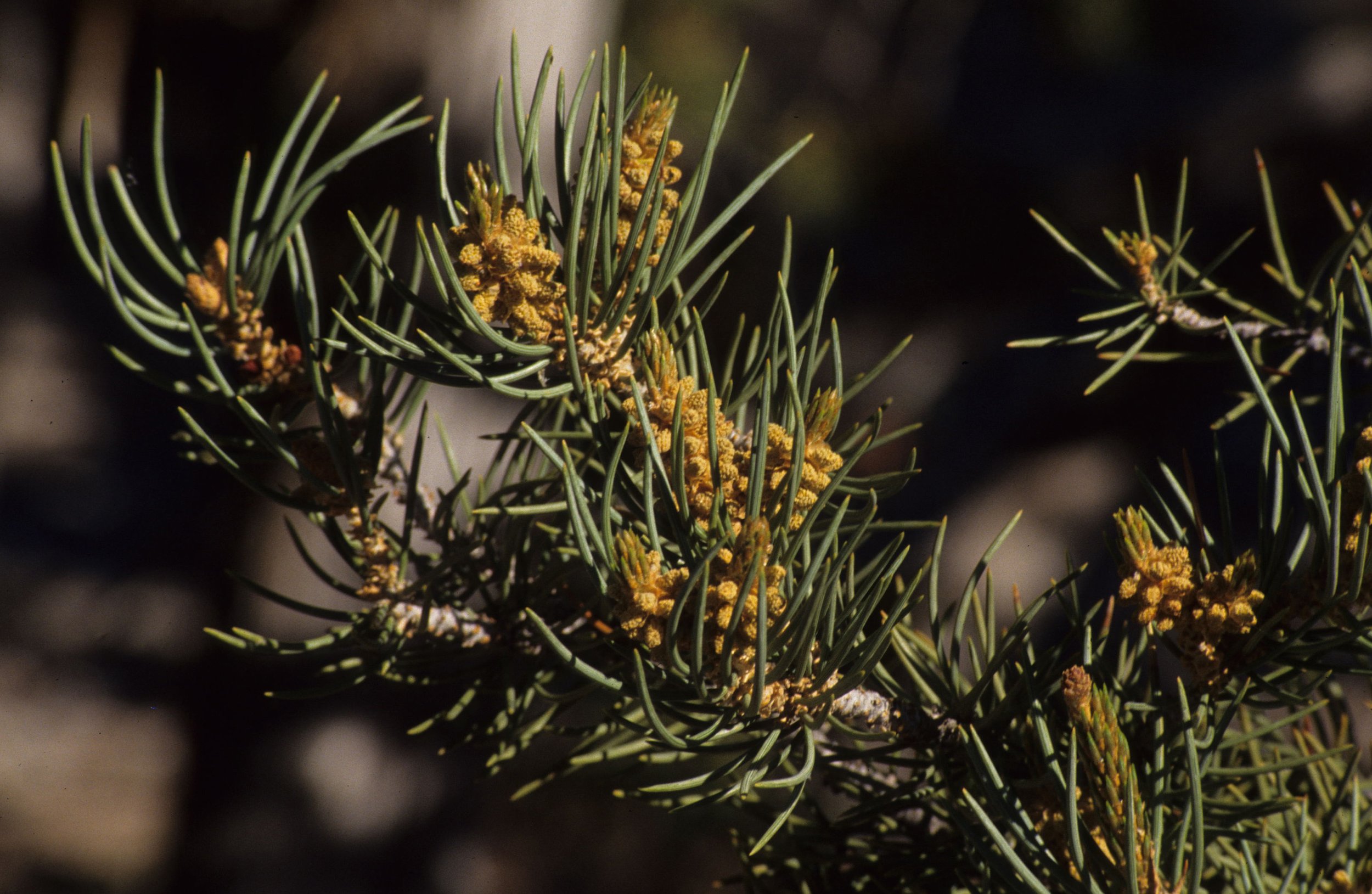GREAT BASIN NP - PINUS MONOPHYLLA - PINYON PINE A.jpg