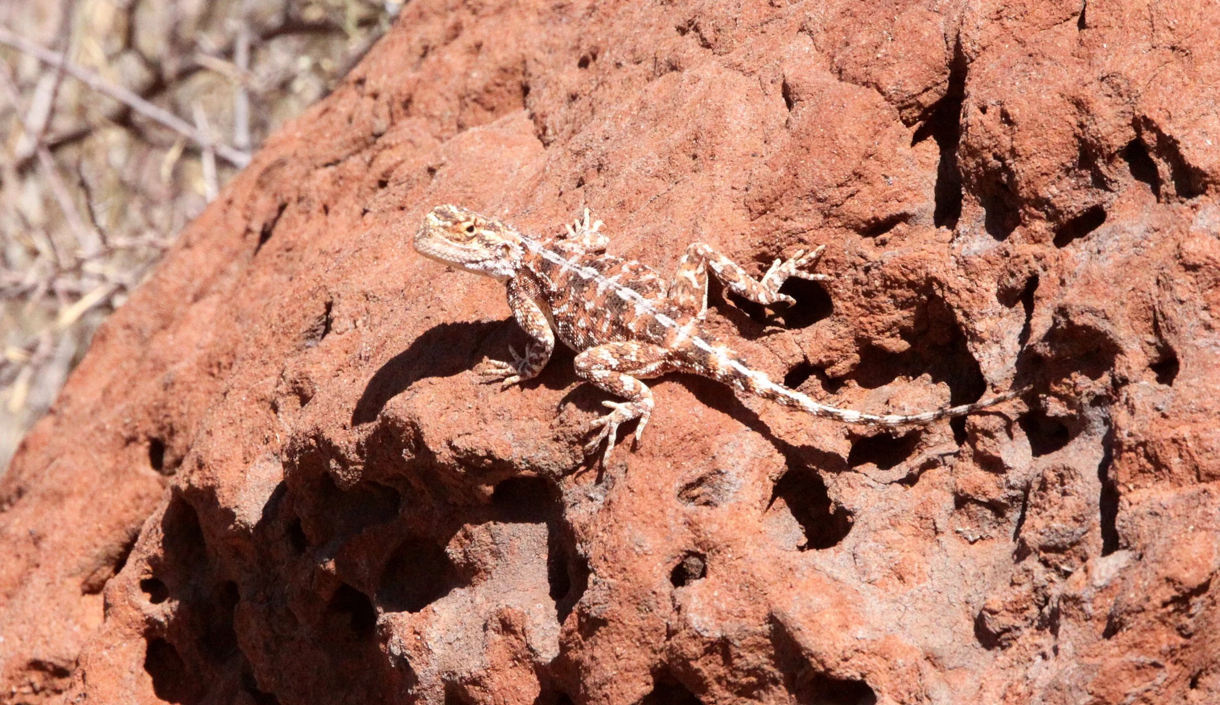 Agama atra - SOUTHERN ROCK AGAMA - MARRICK CAMP KIMBERLY SOUTH AFRICA (13).JPG