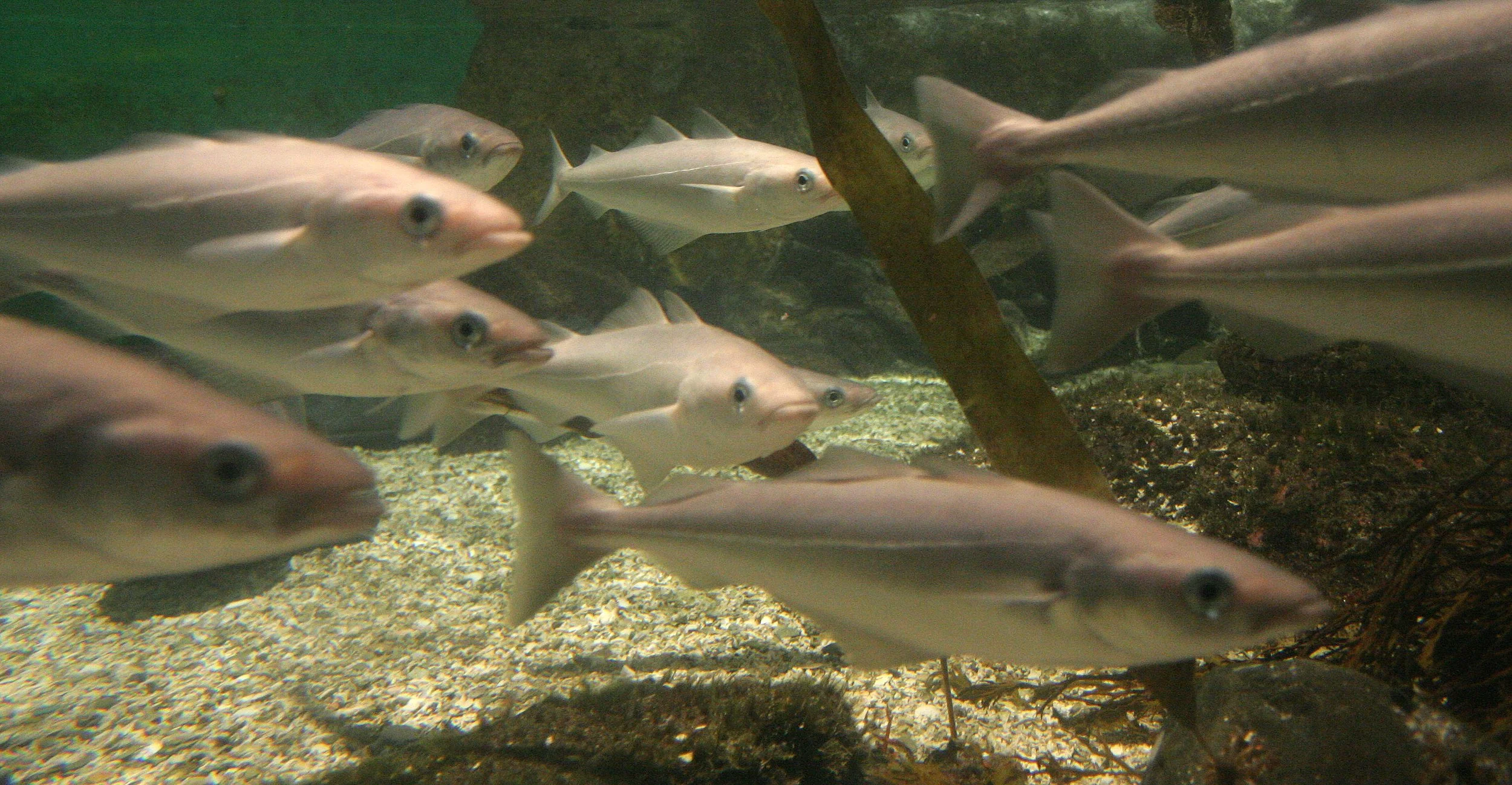 FISH - ARTIC SPECIES - NORWAY.jpg