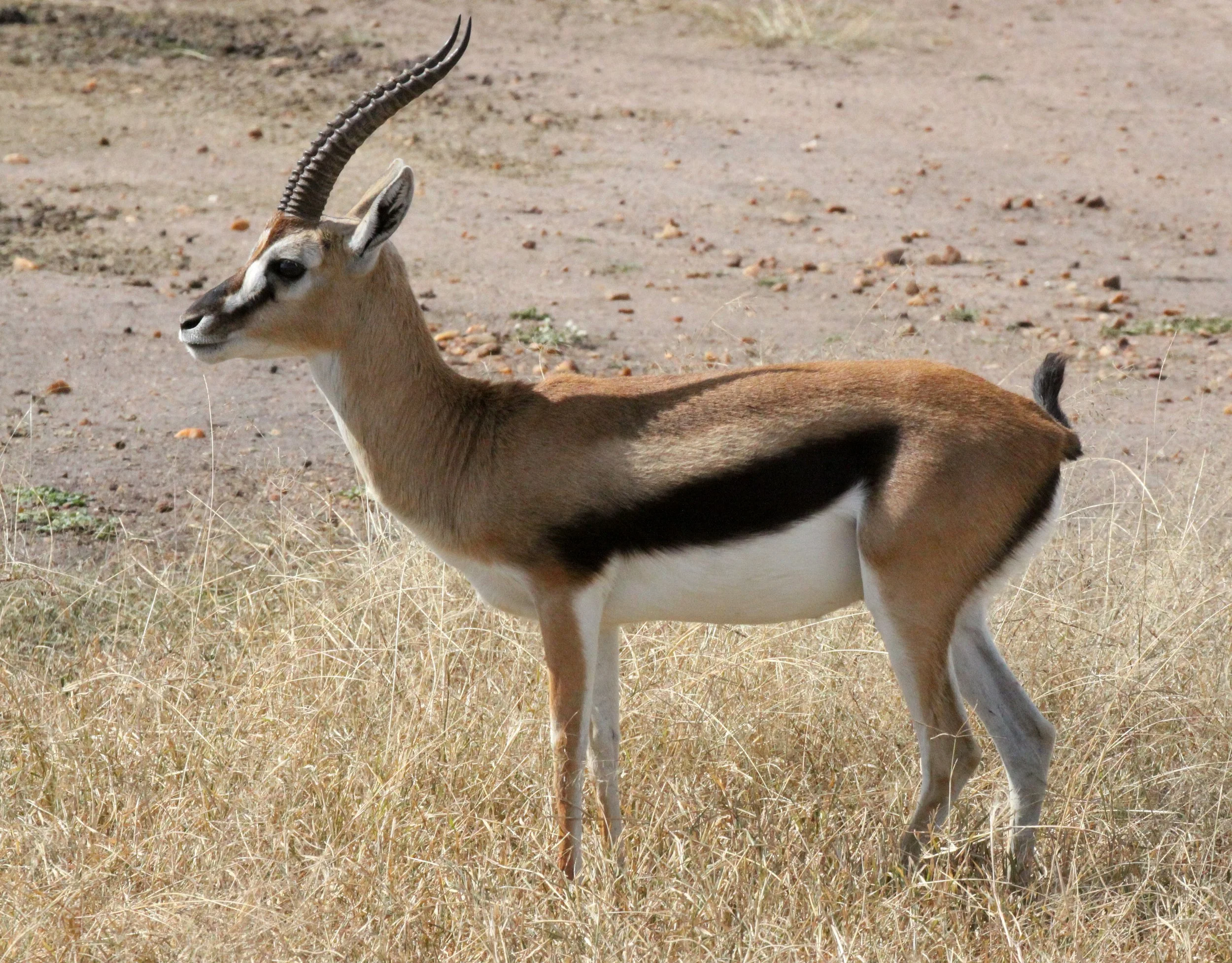 GAZELLE - SERENGETI THOMSON'S GAZELLE - Eudorcas nasalis - MASAI MARA NATIONAL PARK KENYA (24).JPG