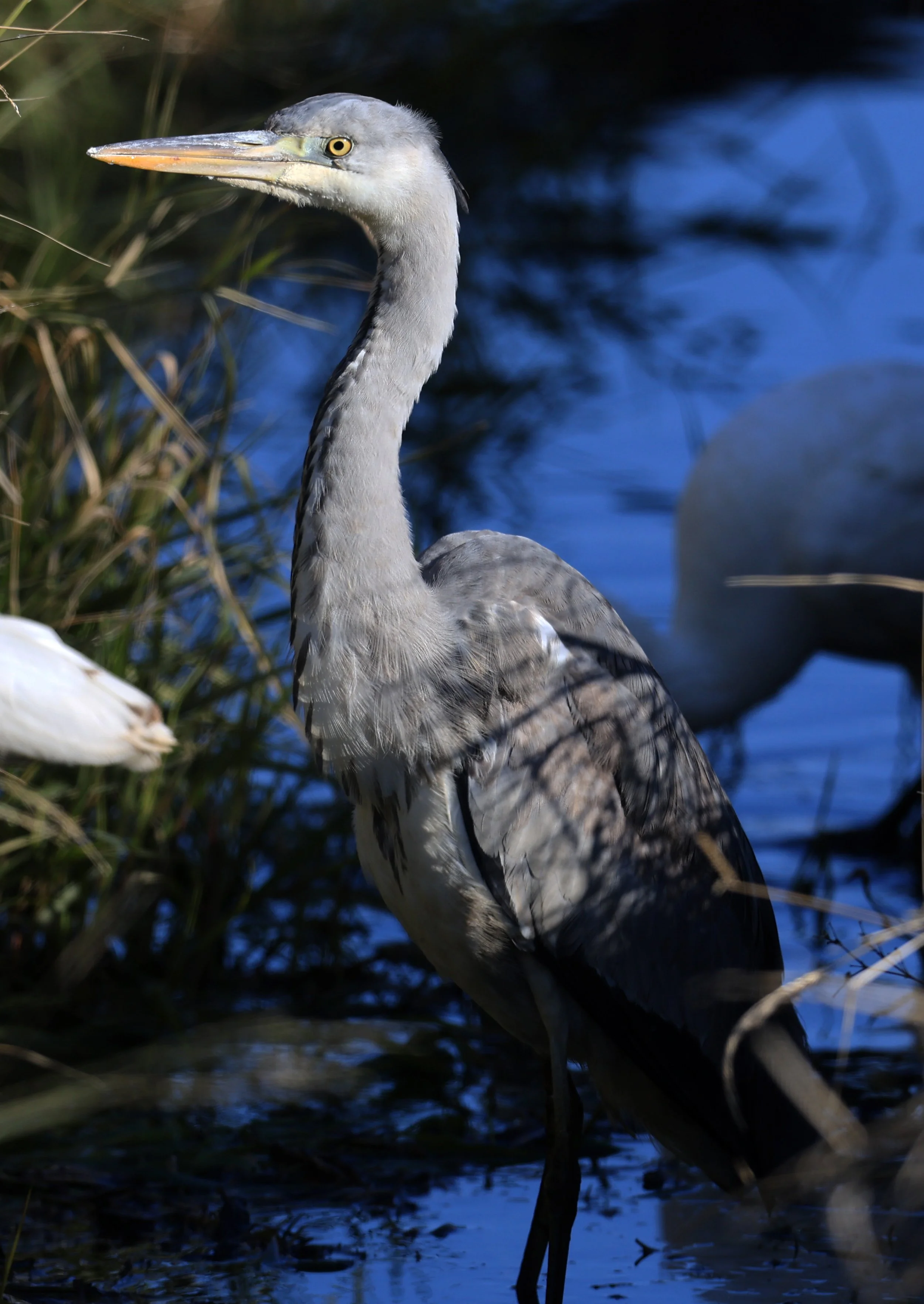 Grey Heron (Ardea cinerea) Izumi Crane Center and Fields Izumi Kagoshima Japan (8).jpg