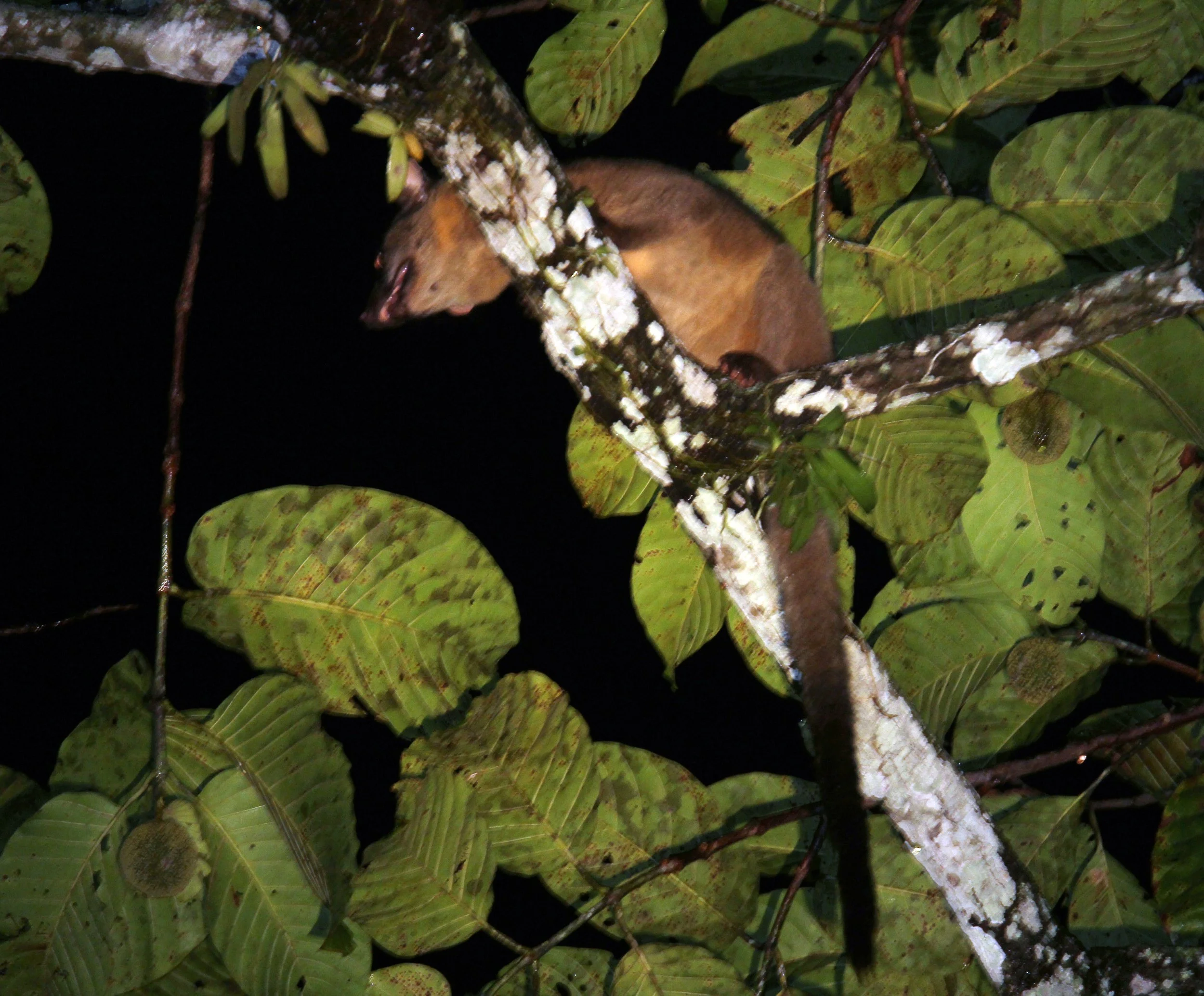 Arctogalidia trivirgata - SMALL TOOTHED CIVET - KHAO YAI NATIONAL PARK THAILAND (33).JPG