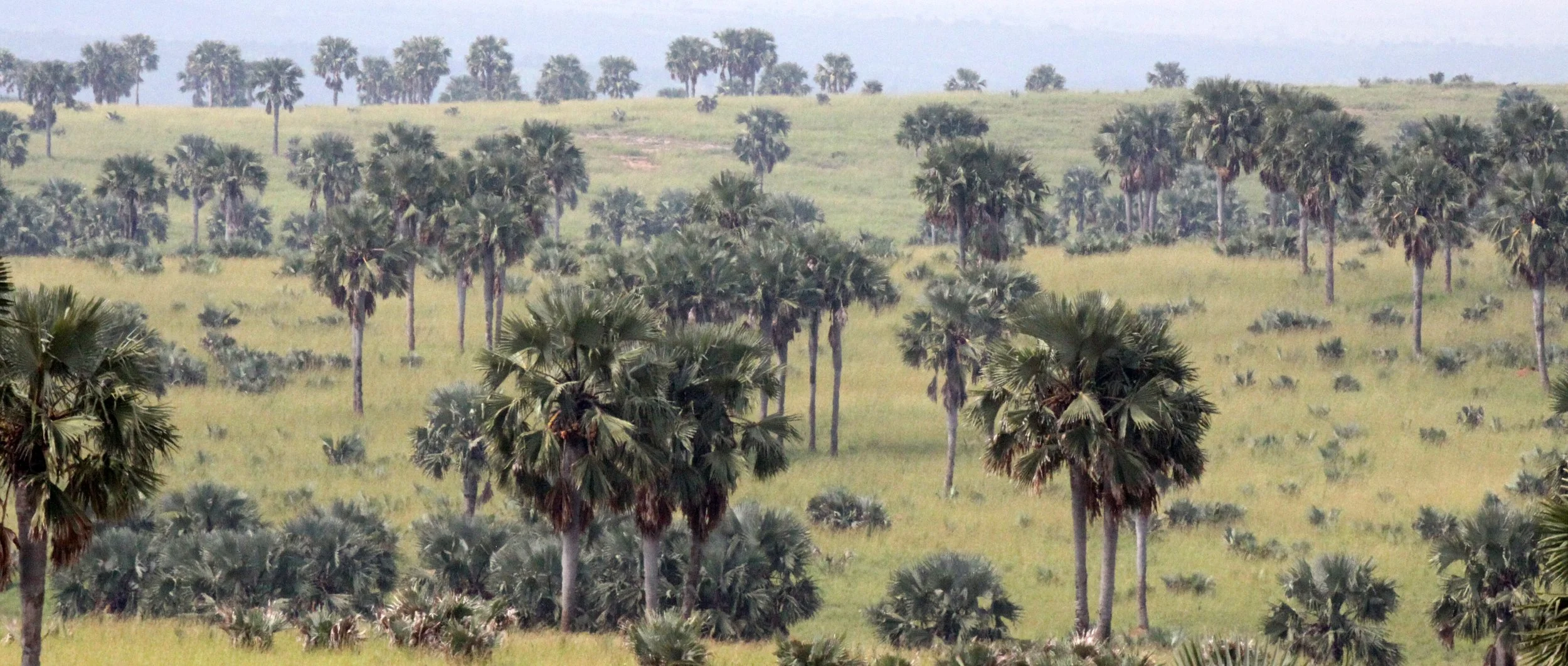 MURCHISON FALLS NP UGANDA (27).JPG