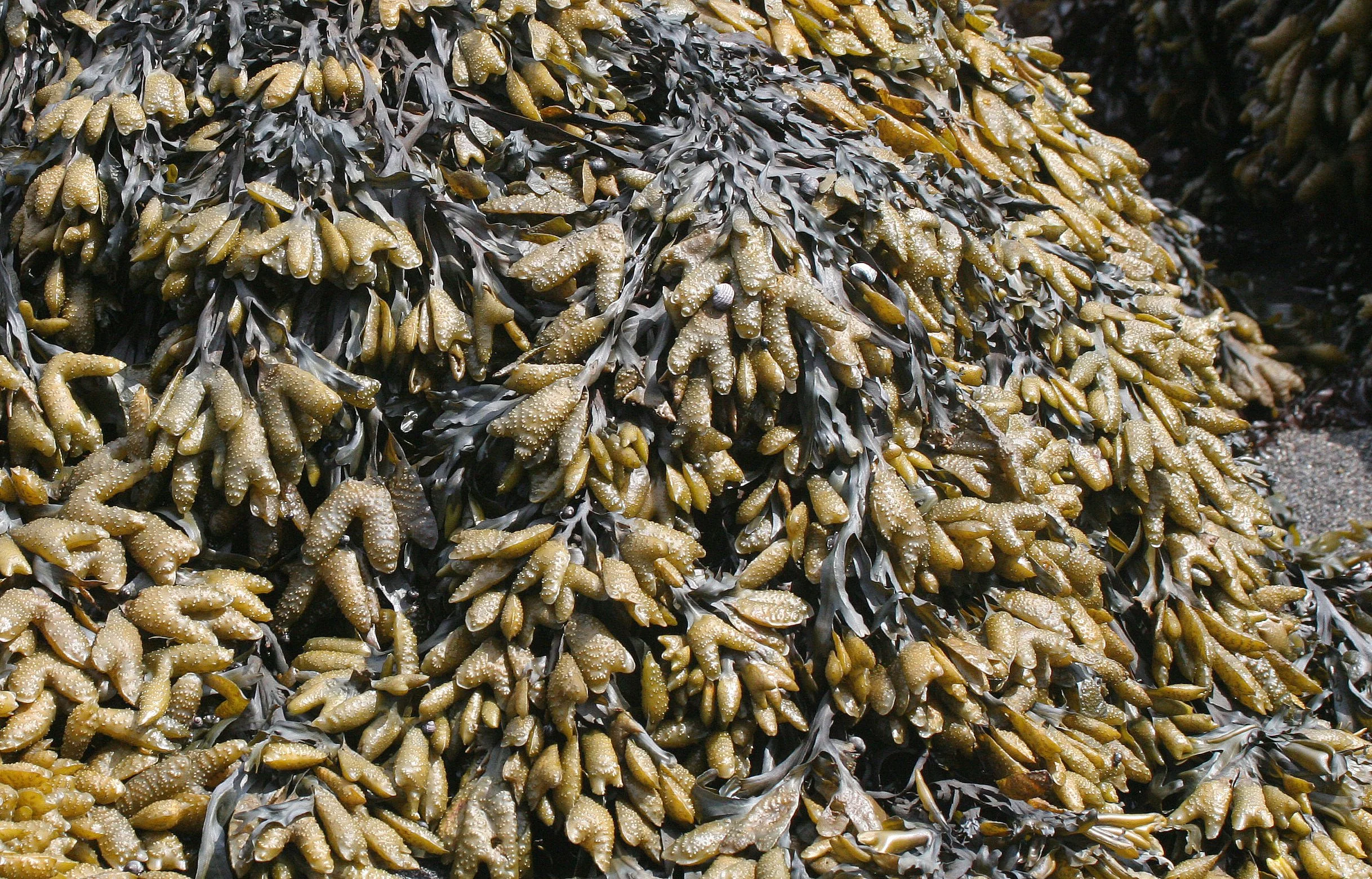 KURIL ISLAND - FLORA (61).jpg