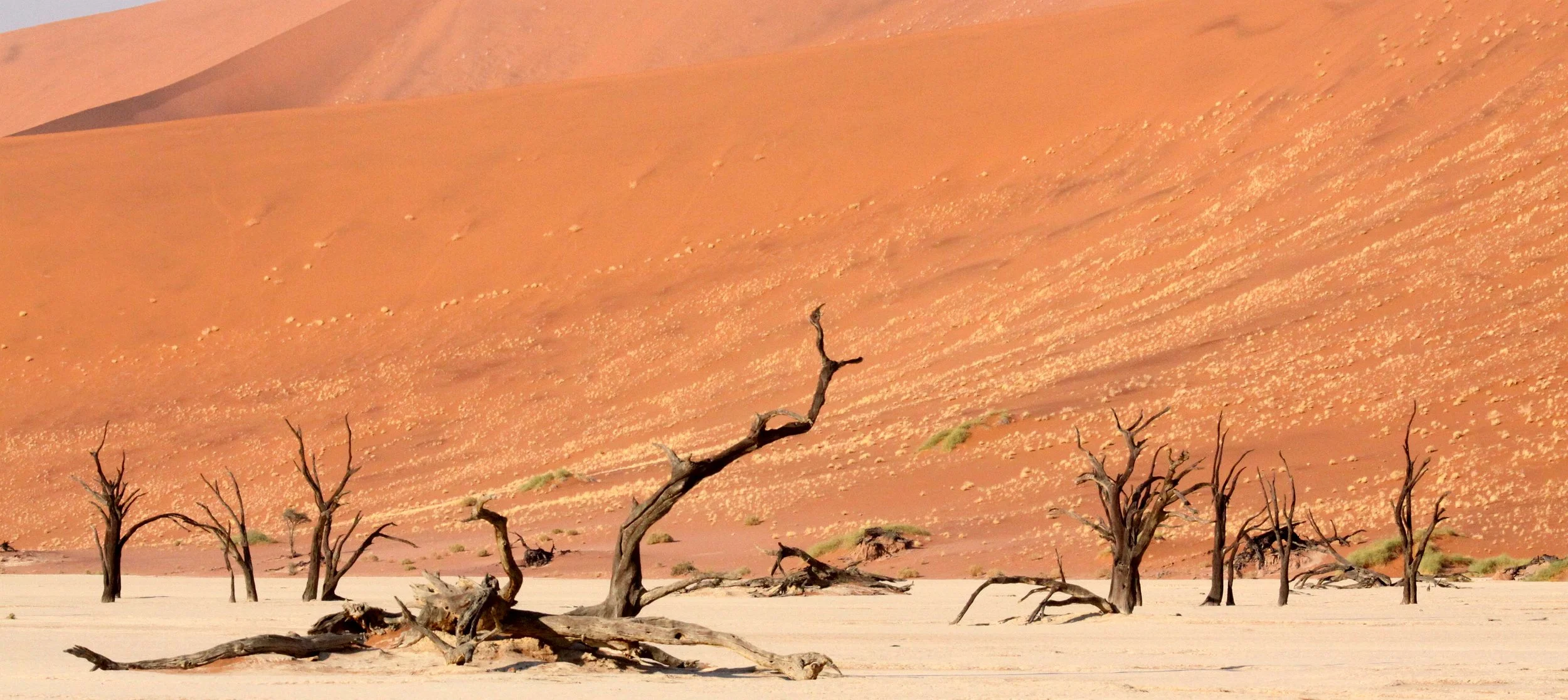 SOSSUSVLEI, NAMIB NAUKLUFT NATIONAL PARK, NAMIBIA - DEAD VLEI (19).JPG