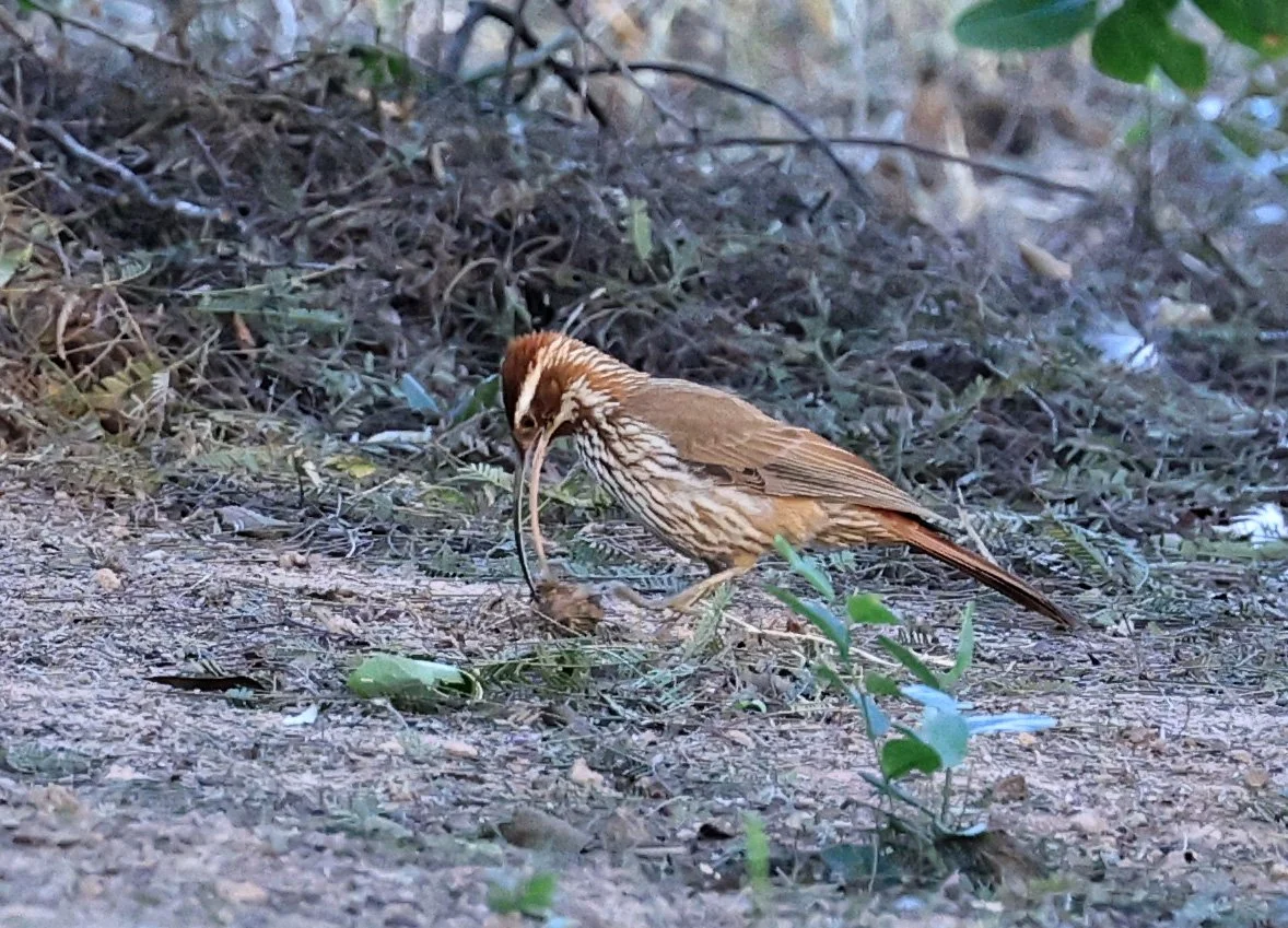 Scimitar-billed Woodcreeper (Drymornis bridgesii) Hotel Iparoma Campestre Paraguay (9).jpg