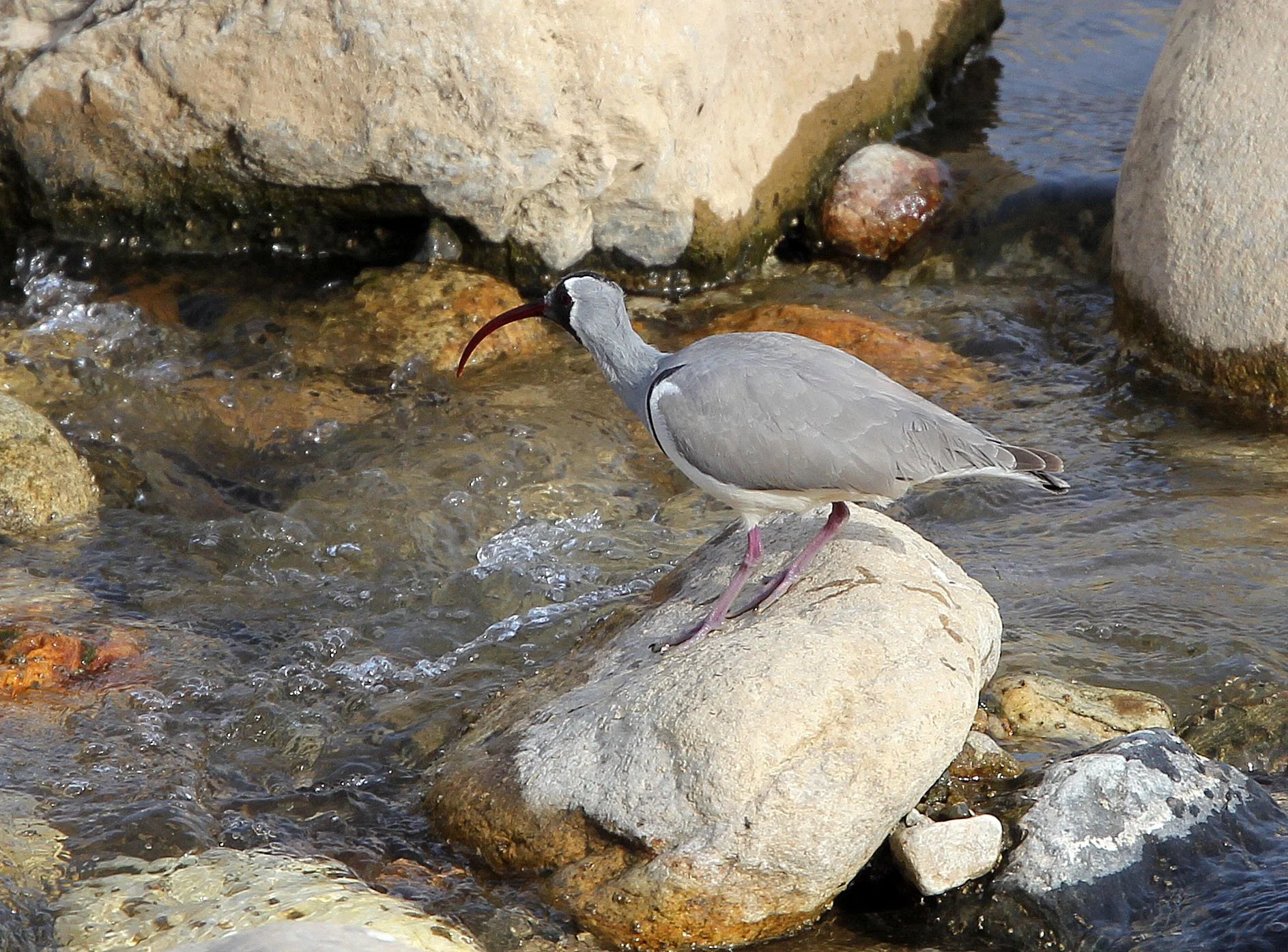BIRD - IBISBILL - FOPING CITY, SHAANXI CHINA (25).JPG